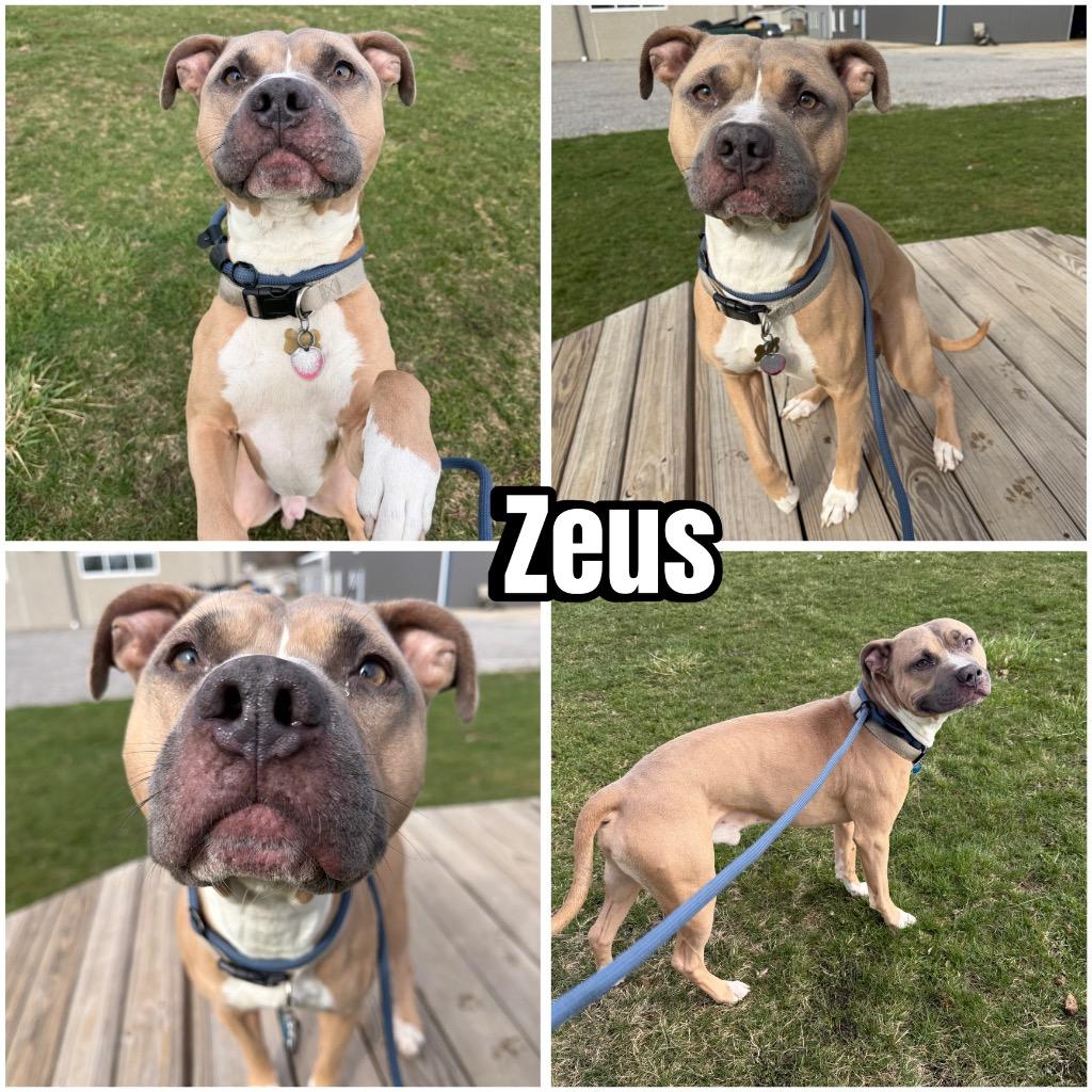 Zeus, a Adoptable mixed breed in Pierceton, IN image 2/6