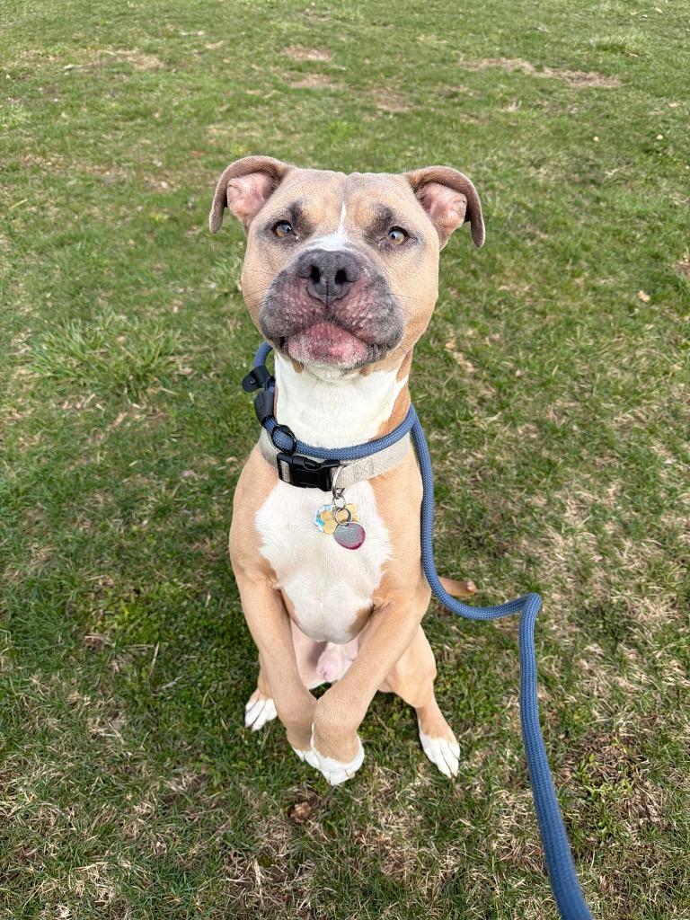 Zeus, a Adoptable mixed breed in Pierceton, IN image 3/6