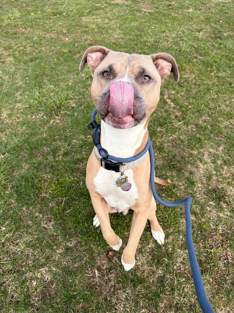 Zeus, a Adoptable mixed breed in Pierceton, IN image 4/6