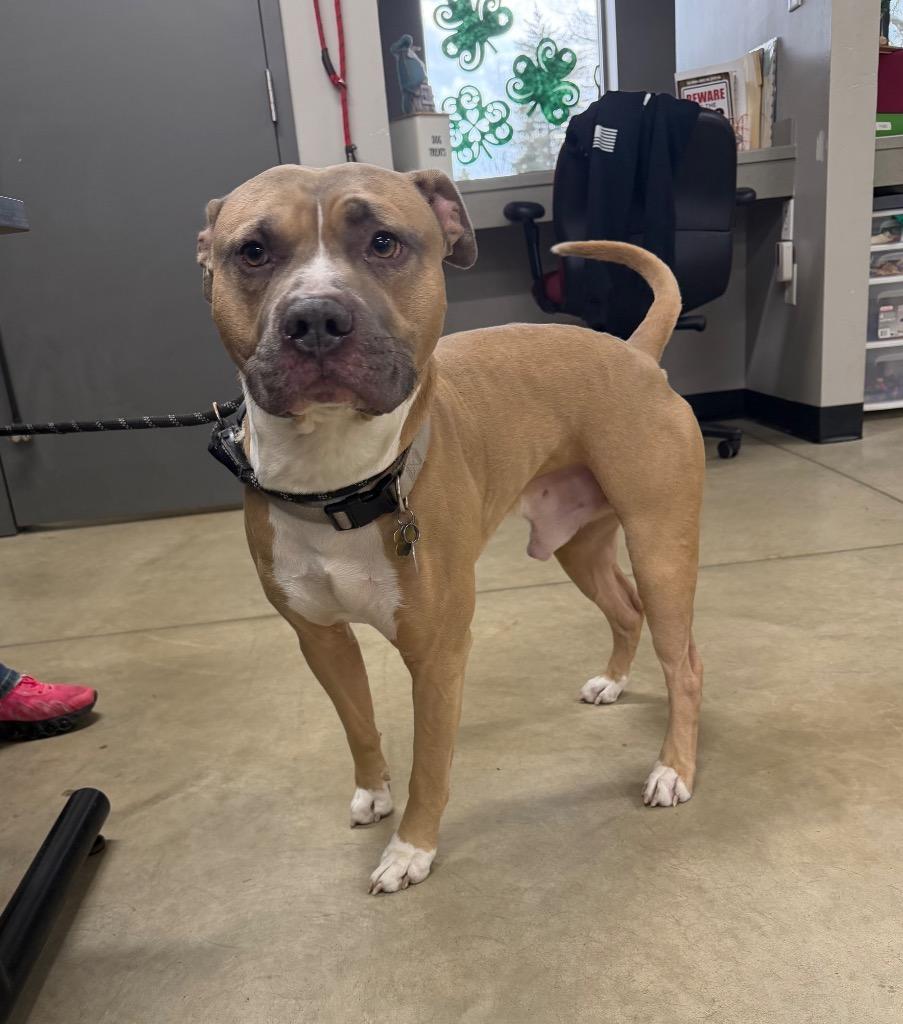 Zeus, a Adoptable mixed breed in Pierceton, IN image 5/6