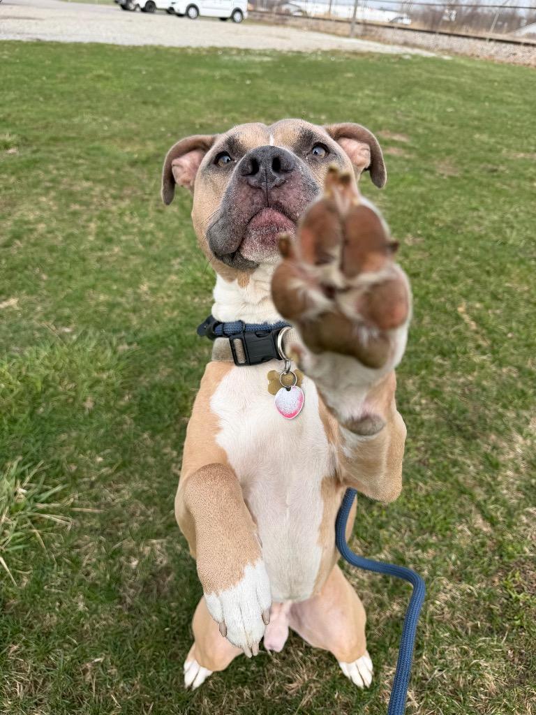 Zeus, a Adoptable mixed breed in Pierceton, IN image 6/6