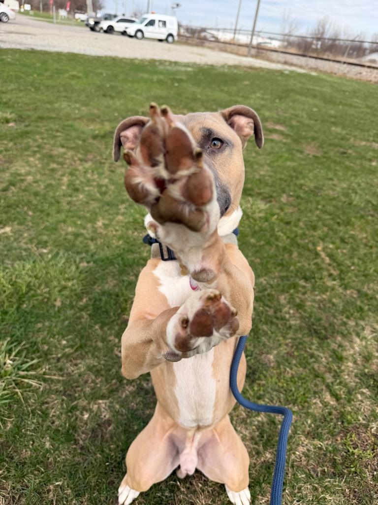 Zeus, a Adoptable mixed breed in Pierceton, IN image 6/6