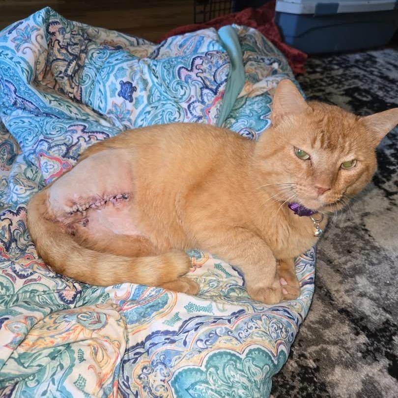 Cheeseball, Adoptable, Adult Male Domestic Short Hair.