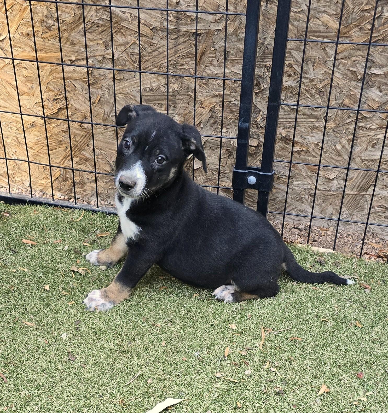 Brooch, ADOPTABLE, Puppy Female Border Collie & Beagle.