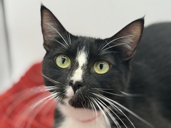 Enlarge Truffle, a Adoptable mixed breed in Portland, OR image 1/1