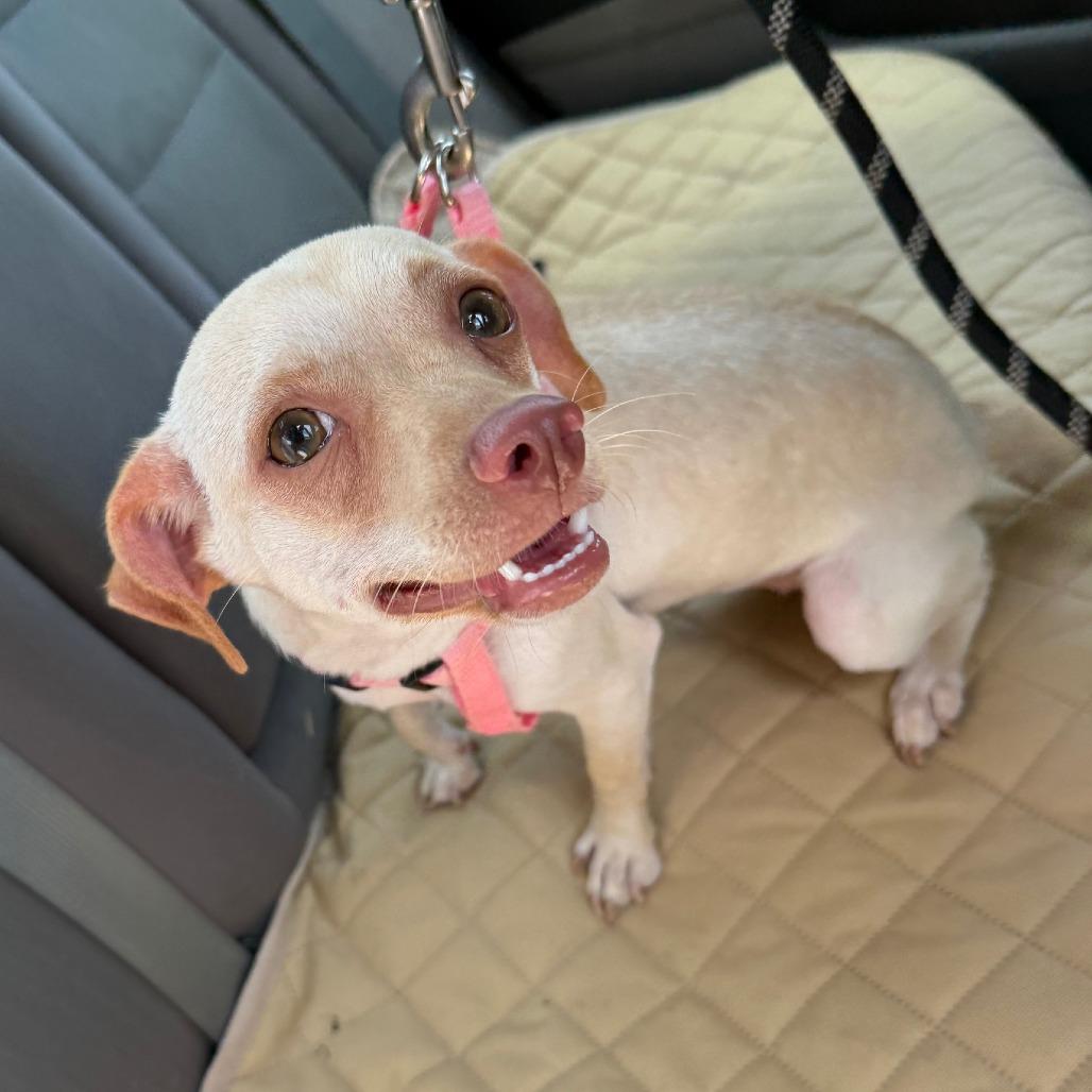 Nibblet FS, Adult Female Chihuahua