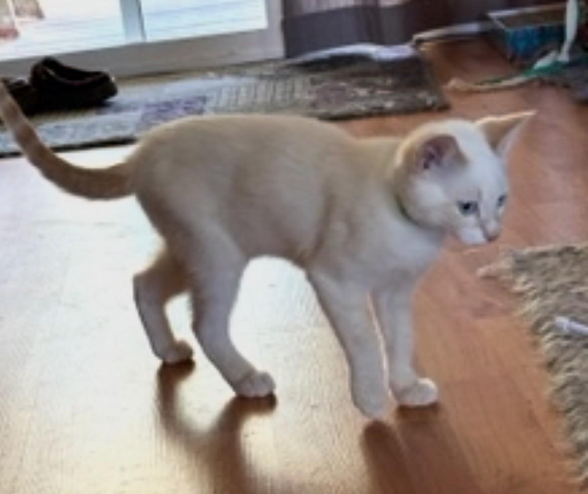 Dafne (bonded with Daisy)