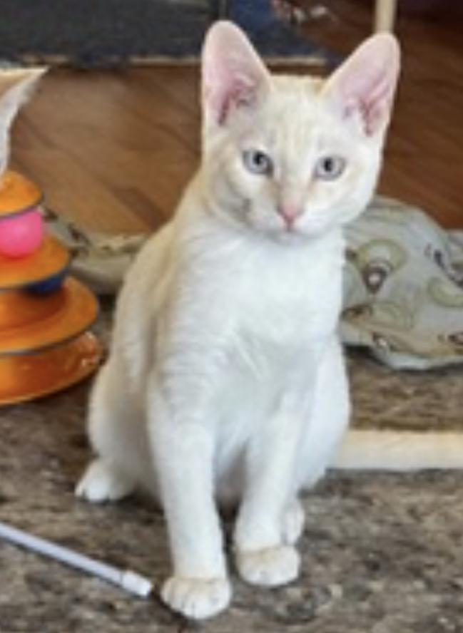 Dafne (bonded with Daisy)