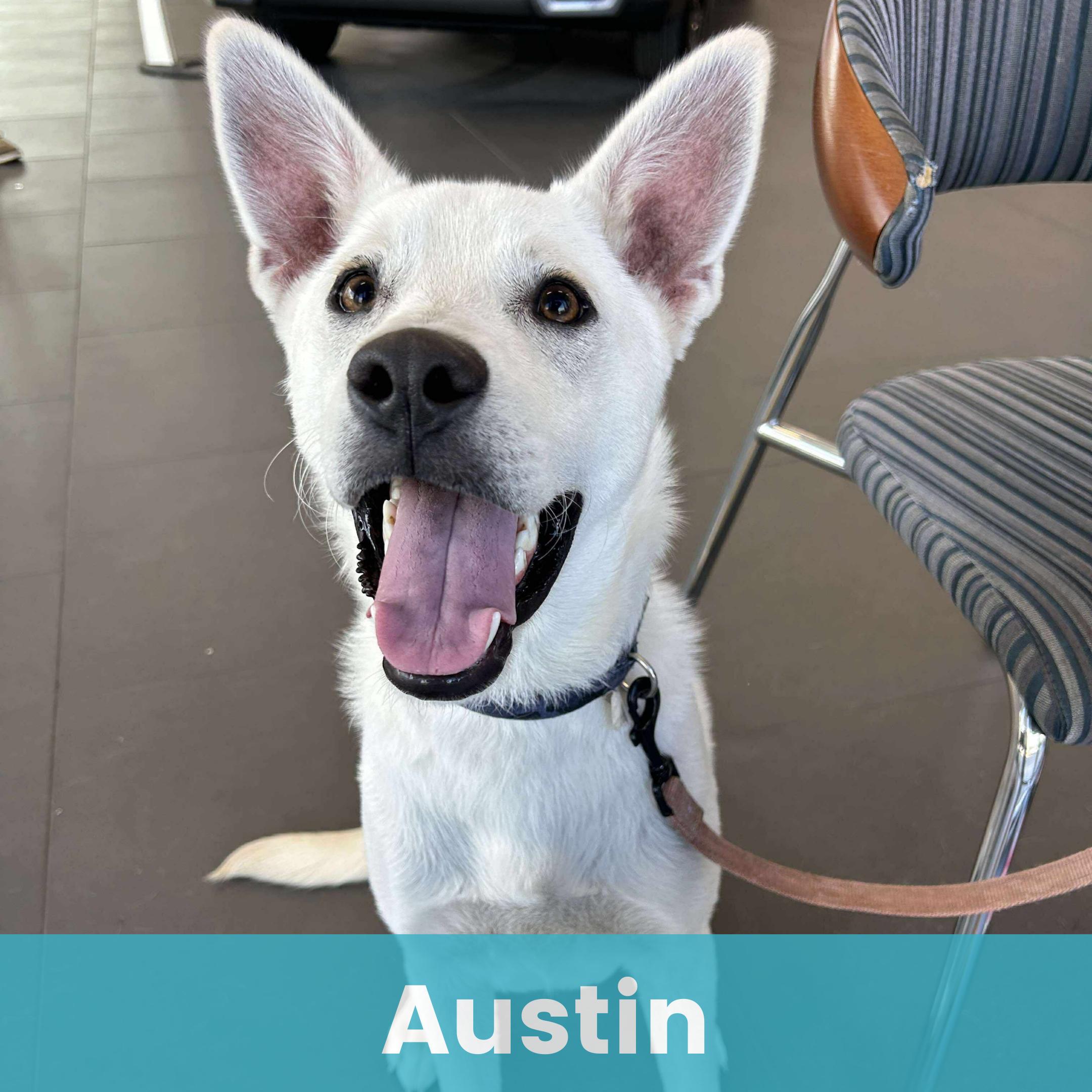 Austin, Adoptable, Young Male Mixed Breed.