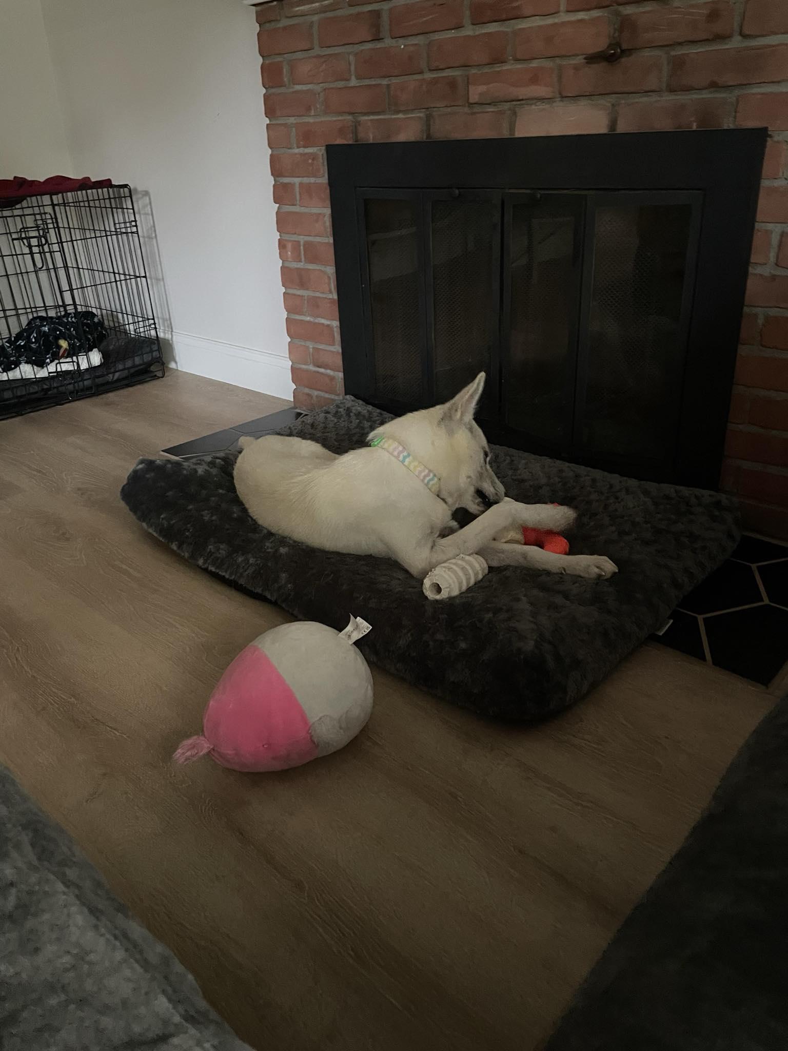 Austin, a Adoptable Mixed Breed in Rochester , NY image 6/6