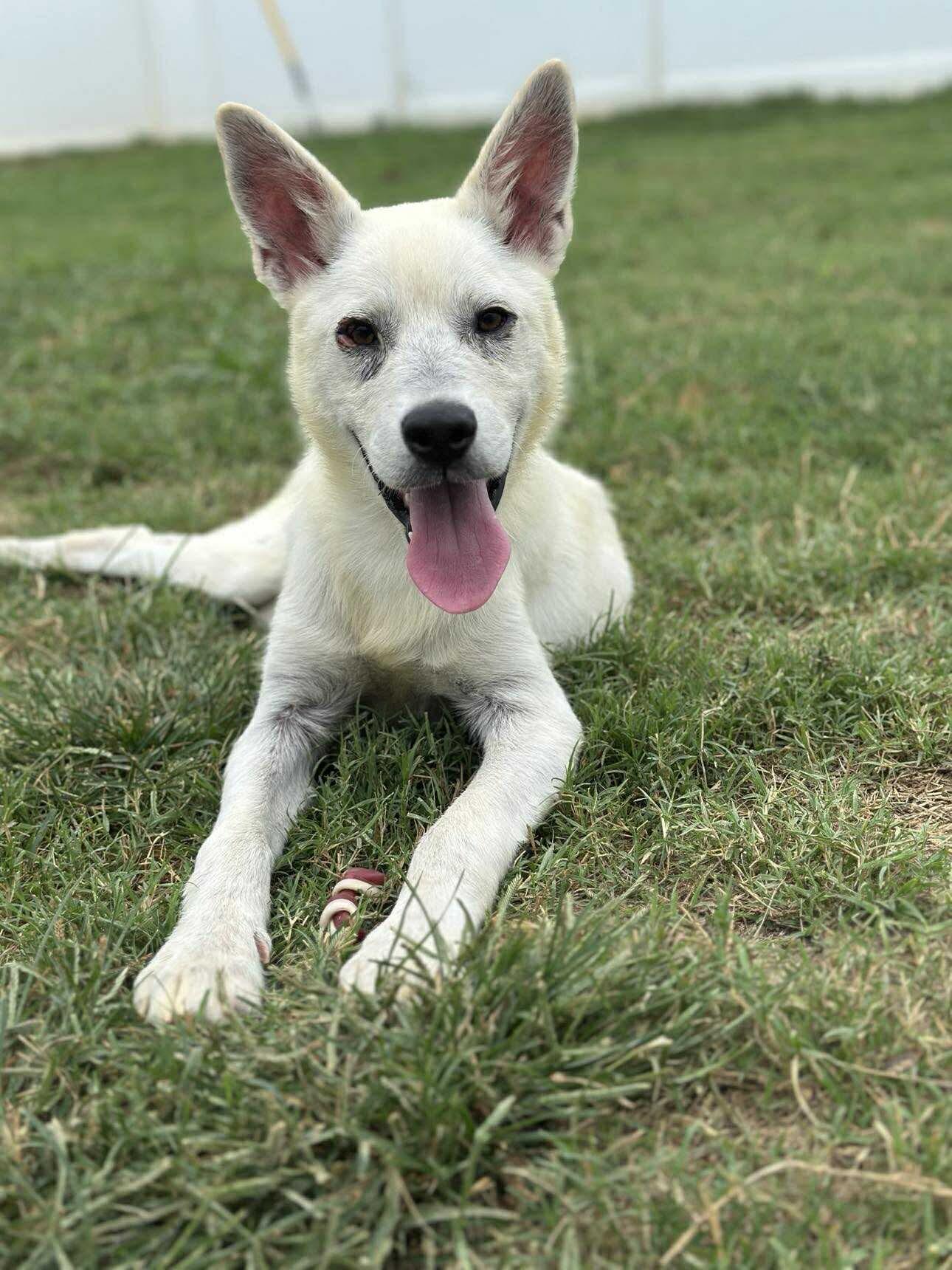 Austin, a Adoptable Mixed Breed in Rochester , NY image 5/6
