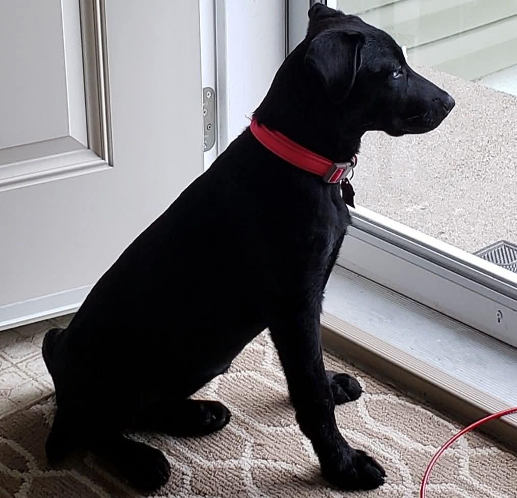 Rosie, adopted, Adult Female Black Labrador Retriever & Siberian Husky.