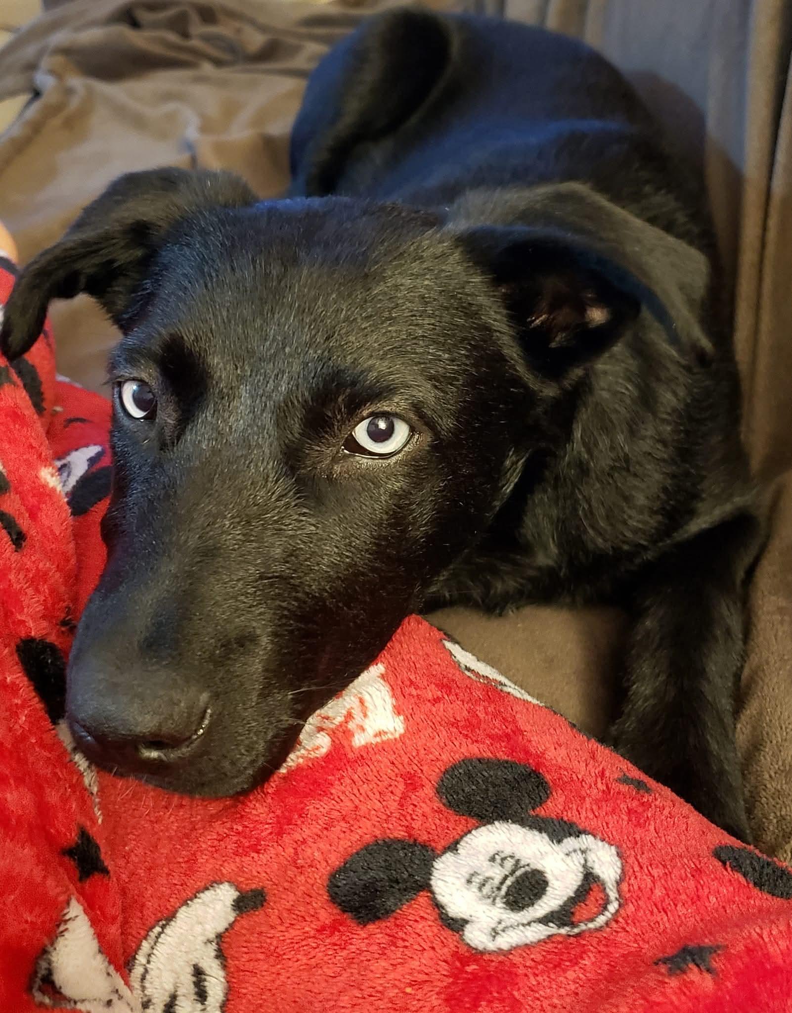 Rosie, adopted, Adult Female Black Labrador Retriever & Siberian Husky.