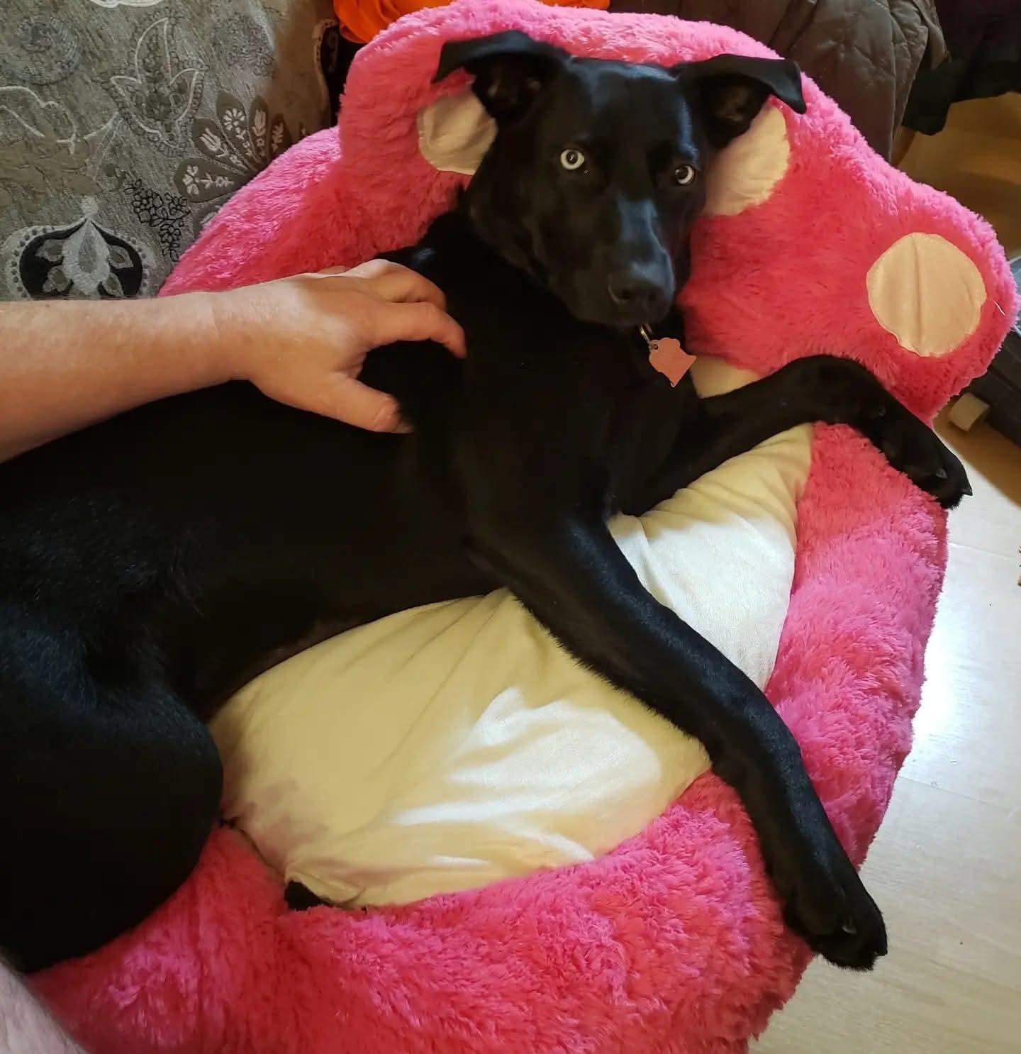 Enlarge Rosie, an adopted mixed breed in Thompson, MB image 3/6