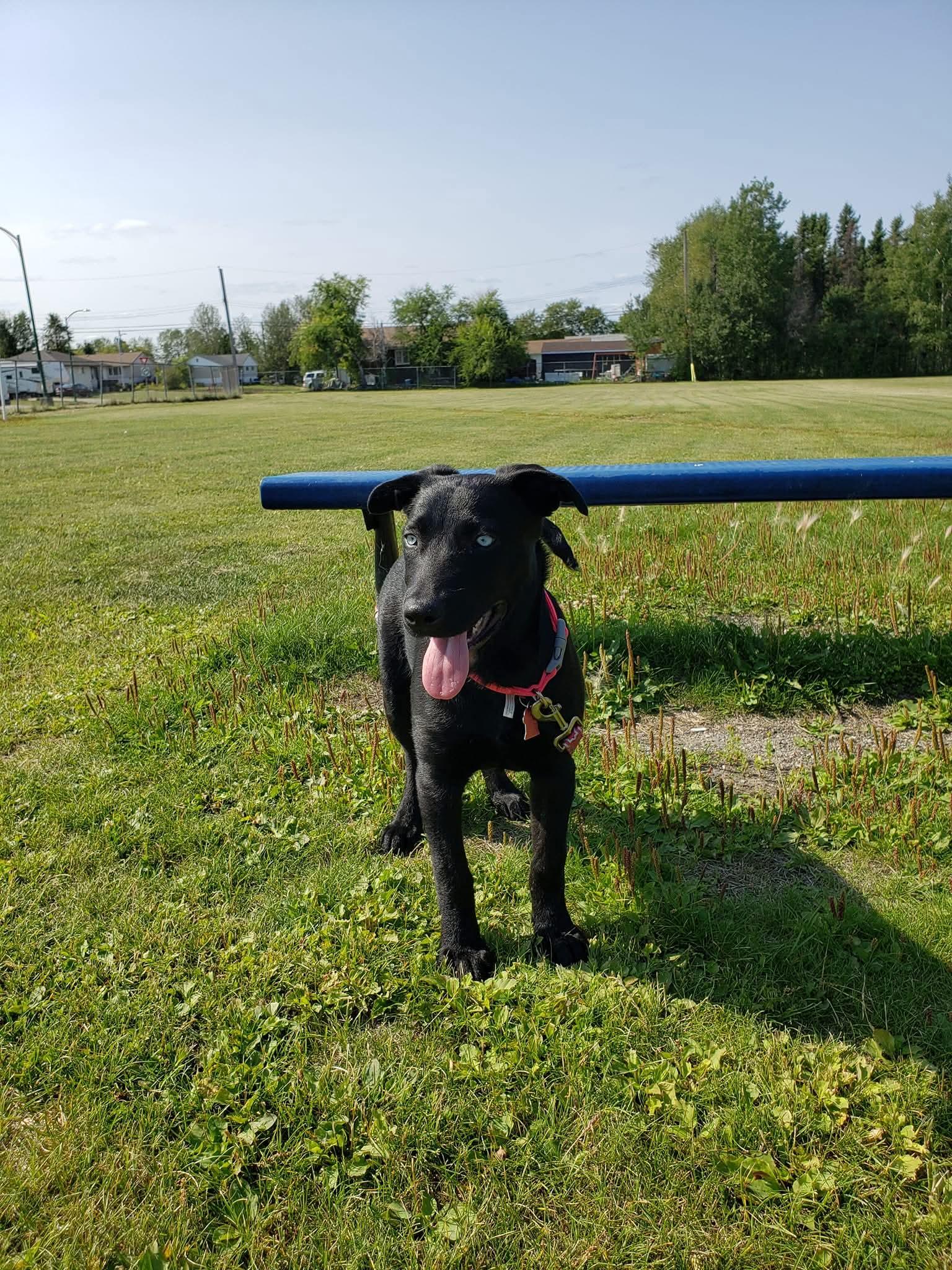 Enlarge Rosie, an adopted mixed breed in Thompson, MB image 4/6
