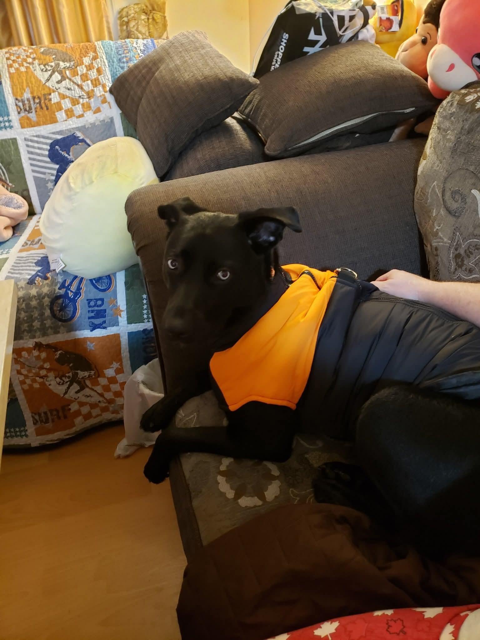 Enlarge Rosie, an adopted mixed breed in Thompson, MB image 5/6