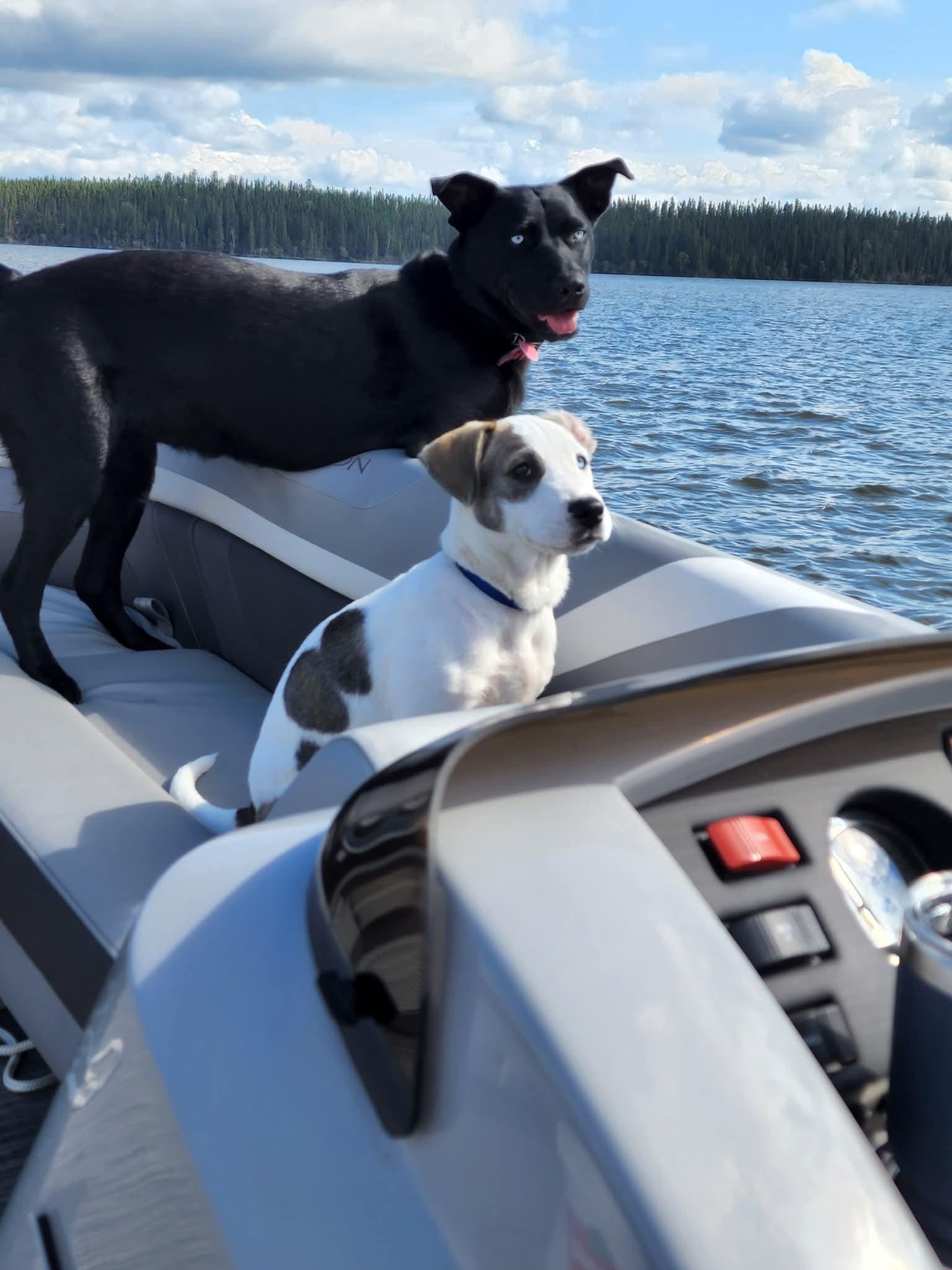 Enlarge Rosie, an adopted mixed breed in Thompson, MB image 6/6