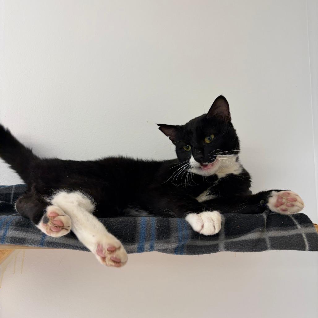 Go Danny Go!, Adoptable, Adult Male Domestic Medium Hair.