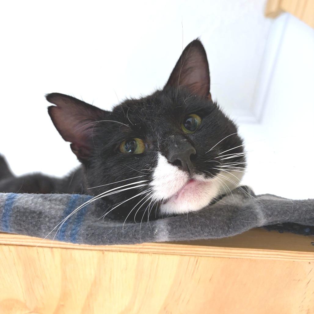 Go Danny Go!, a Adoptable Domestic Medium Hair in Morrisville, VT image 2/6