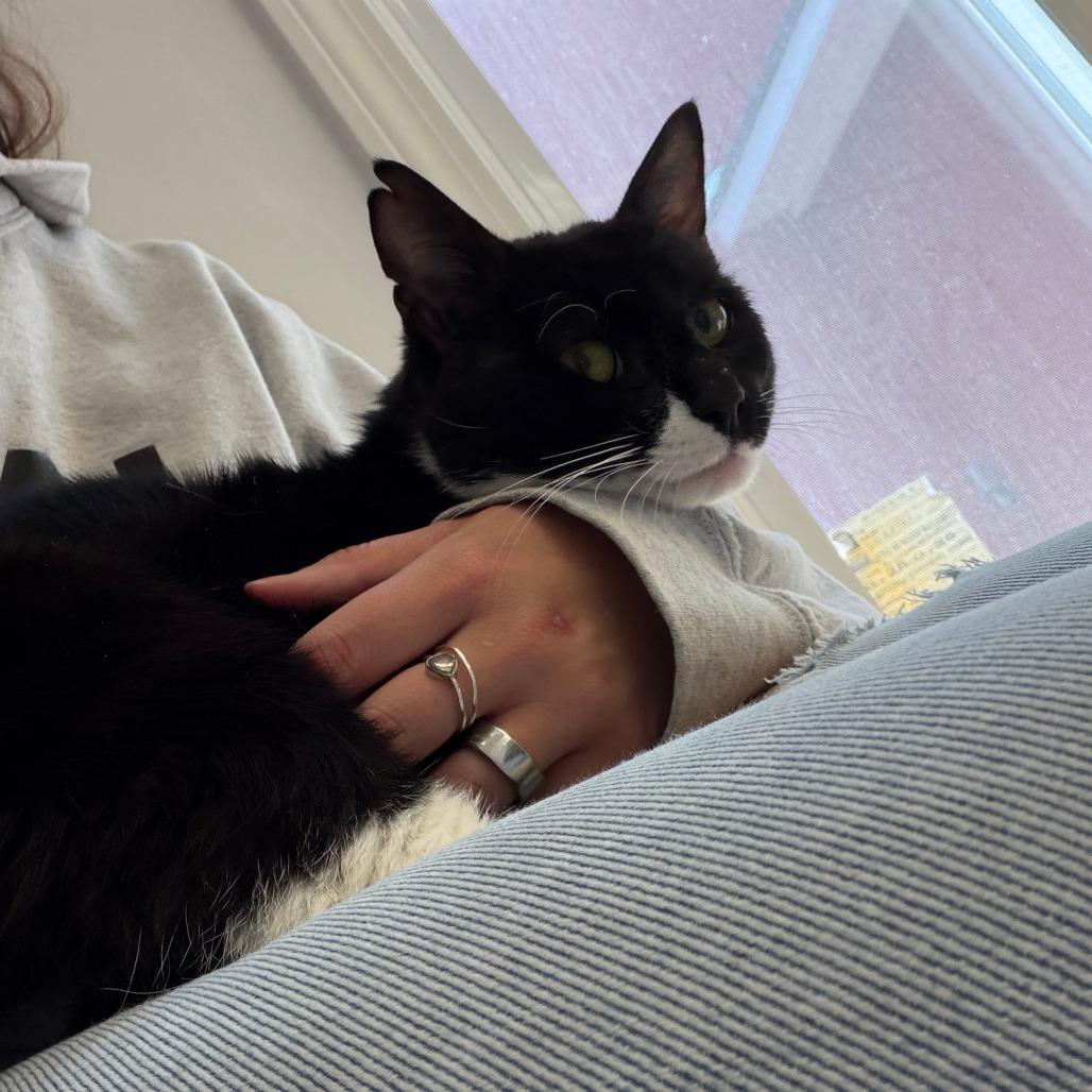 Go Danny Go!, a Adoptable Domestic Medium Hair in Morrisville, VT image 3/6