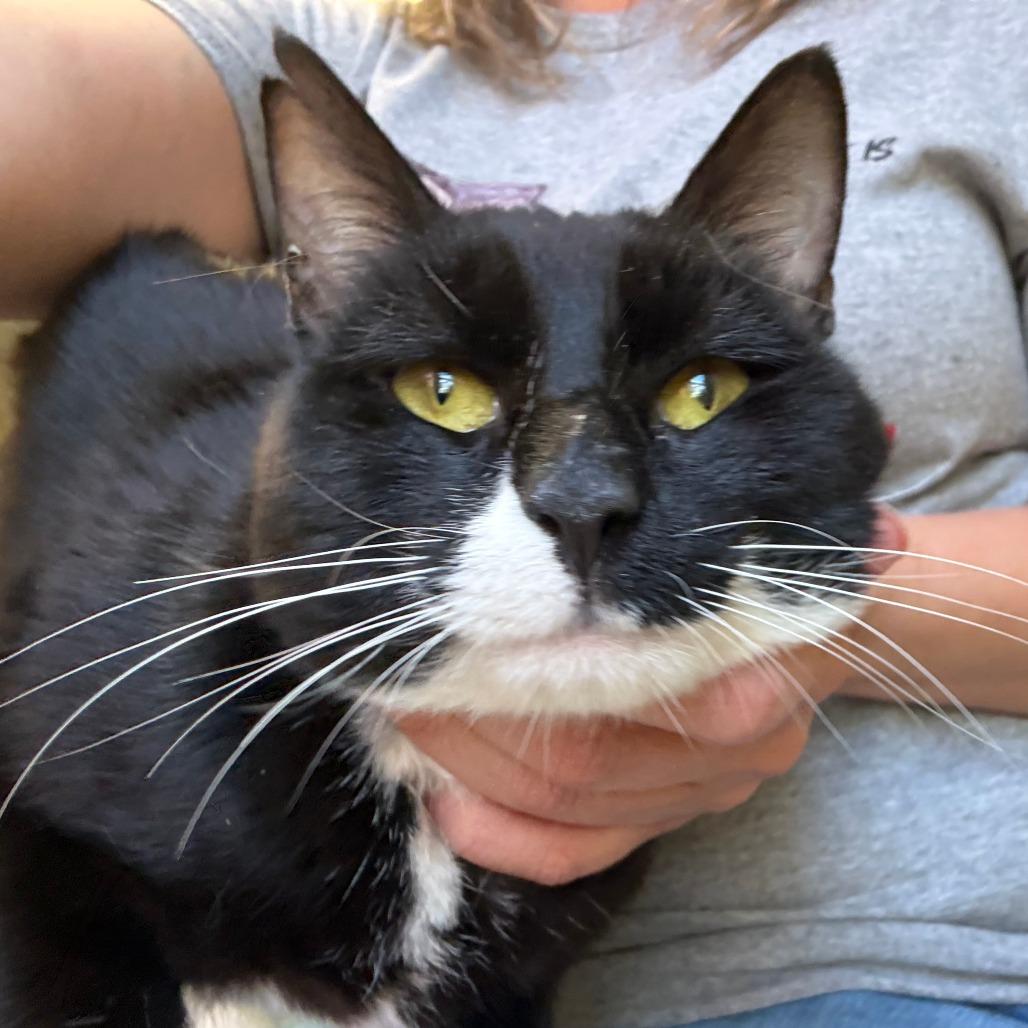 Go Danny Go!, a Adoptable Domestic Medium Hair in Morrisville, VT image 4/6