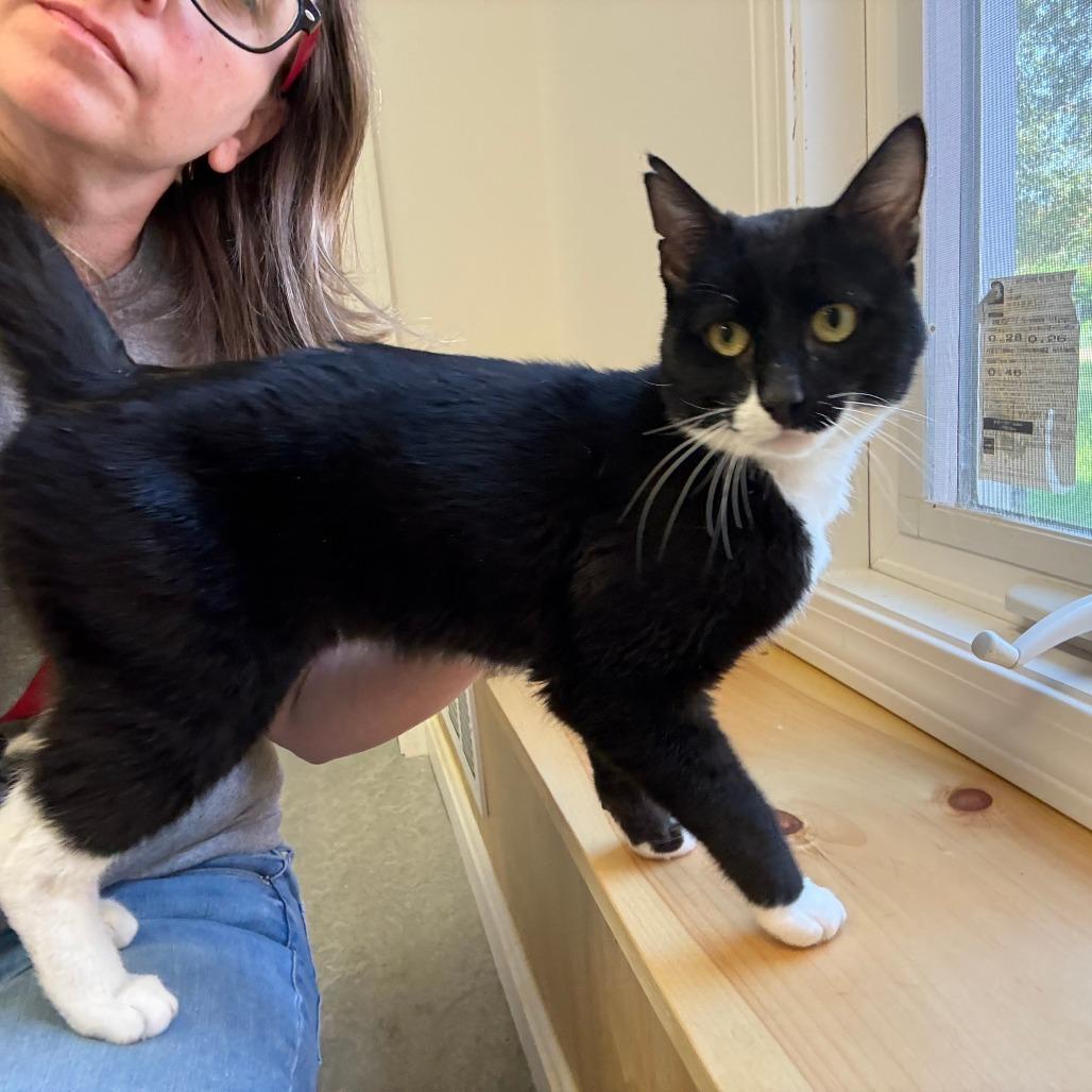 Go Danny Go!, a Adoptable Domestic Medium Hair in Morrisville, VT image 5/6