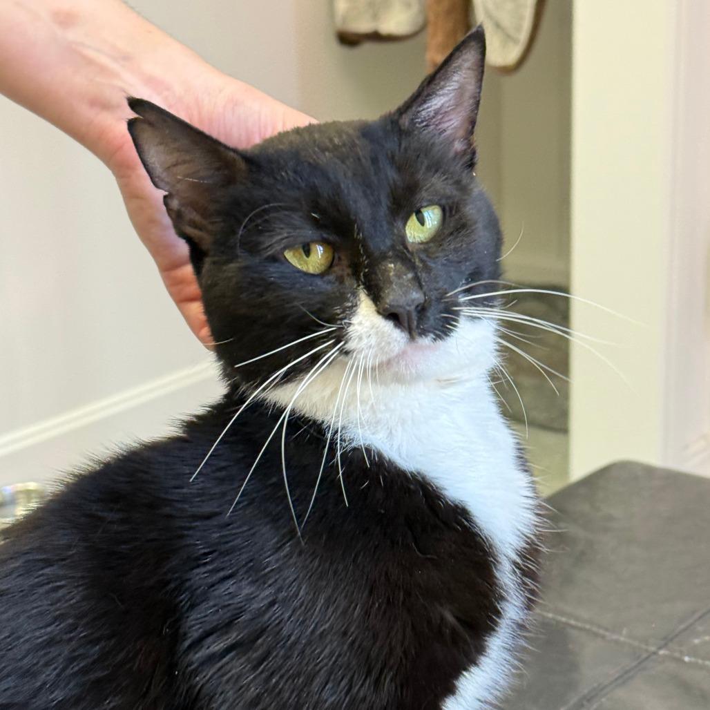 Go Danny Go!, a Adoptable Domestic Medium Hair in Morrisville, VT image 6/6
