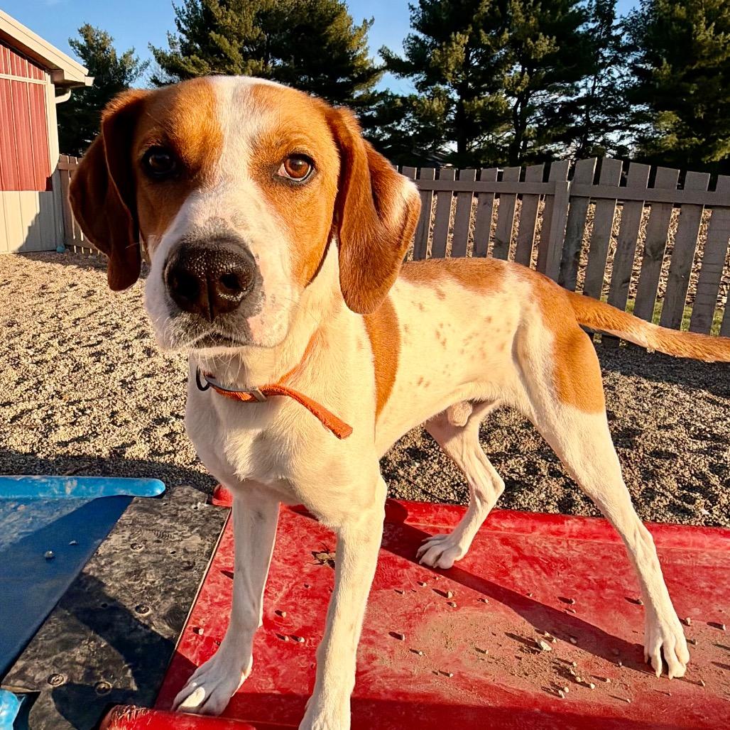 Cooper sweet boy!, a Adoptable mixed breed in Kokomo, IN image 6/6