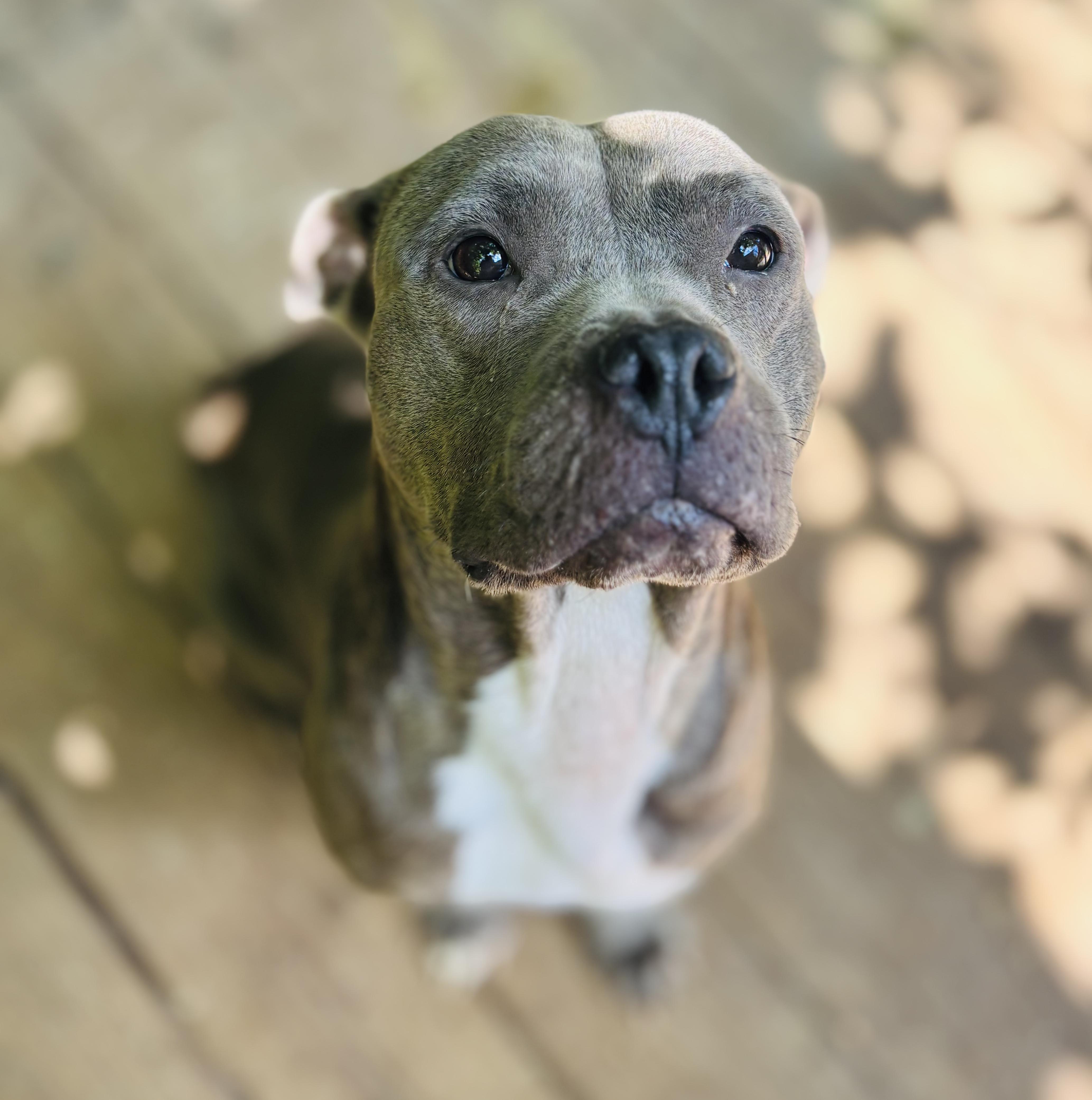 Wren, Adoptable, Adult Female American Bully.
