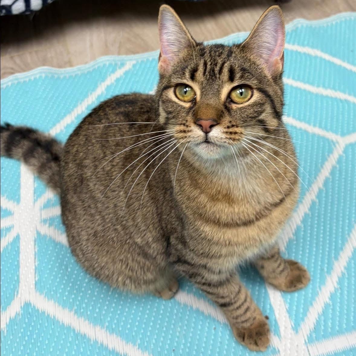 Tulip, adopted, Young Female Domestic Short Hair & Tabby.