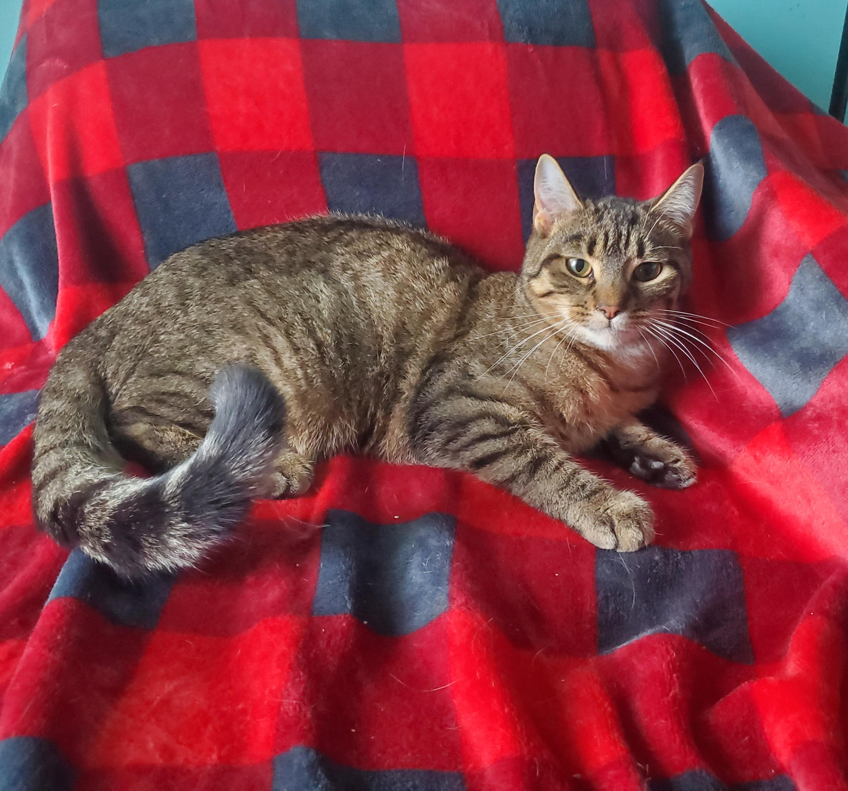 Enlarge Tulip, an adopted mixed breed in Lemont, IL image 2/5