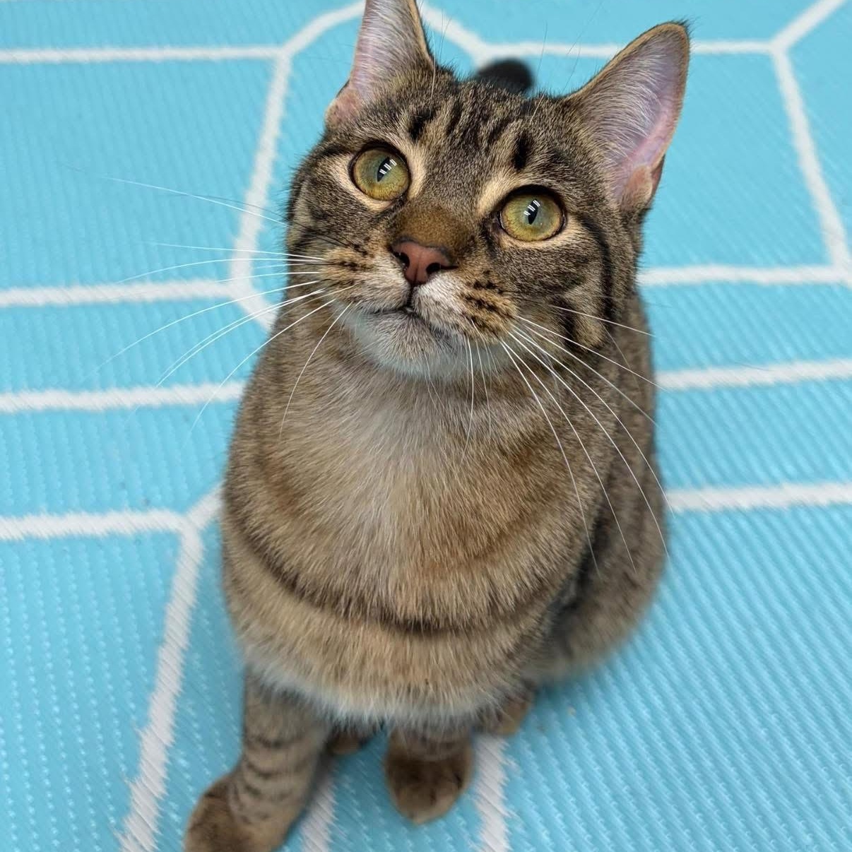 Enlarge Tulip, an adopted mixed breed in Lemont, IL image 3/5