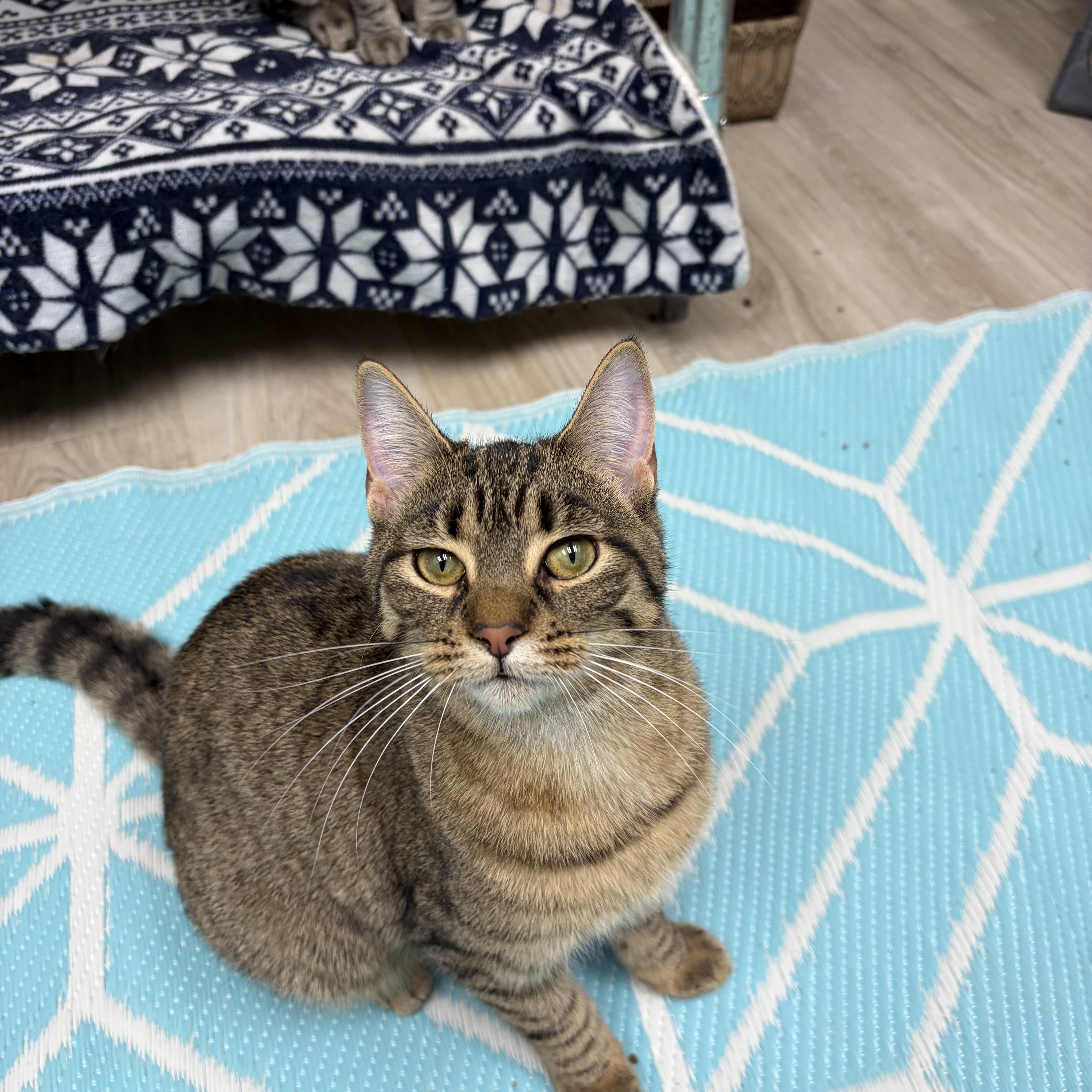 Enlarge Tulip, an adopted mixed breed in Lemont, IL image 4/5