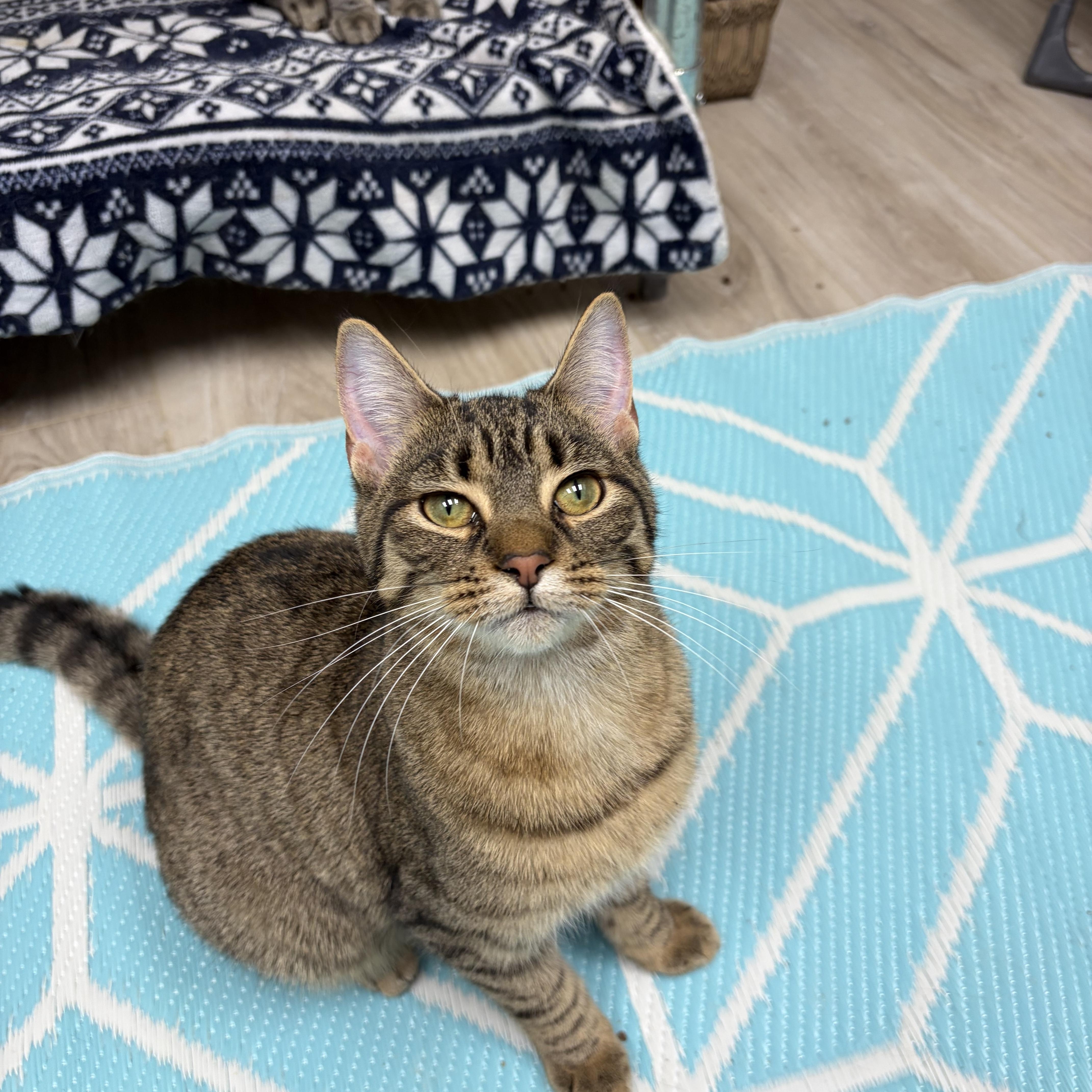 Enlarge Tulip, an adopted mixed breed in Lemont, IL image 5/5