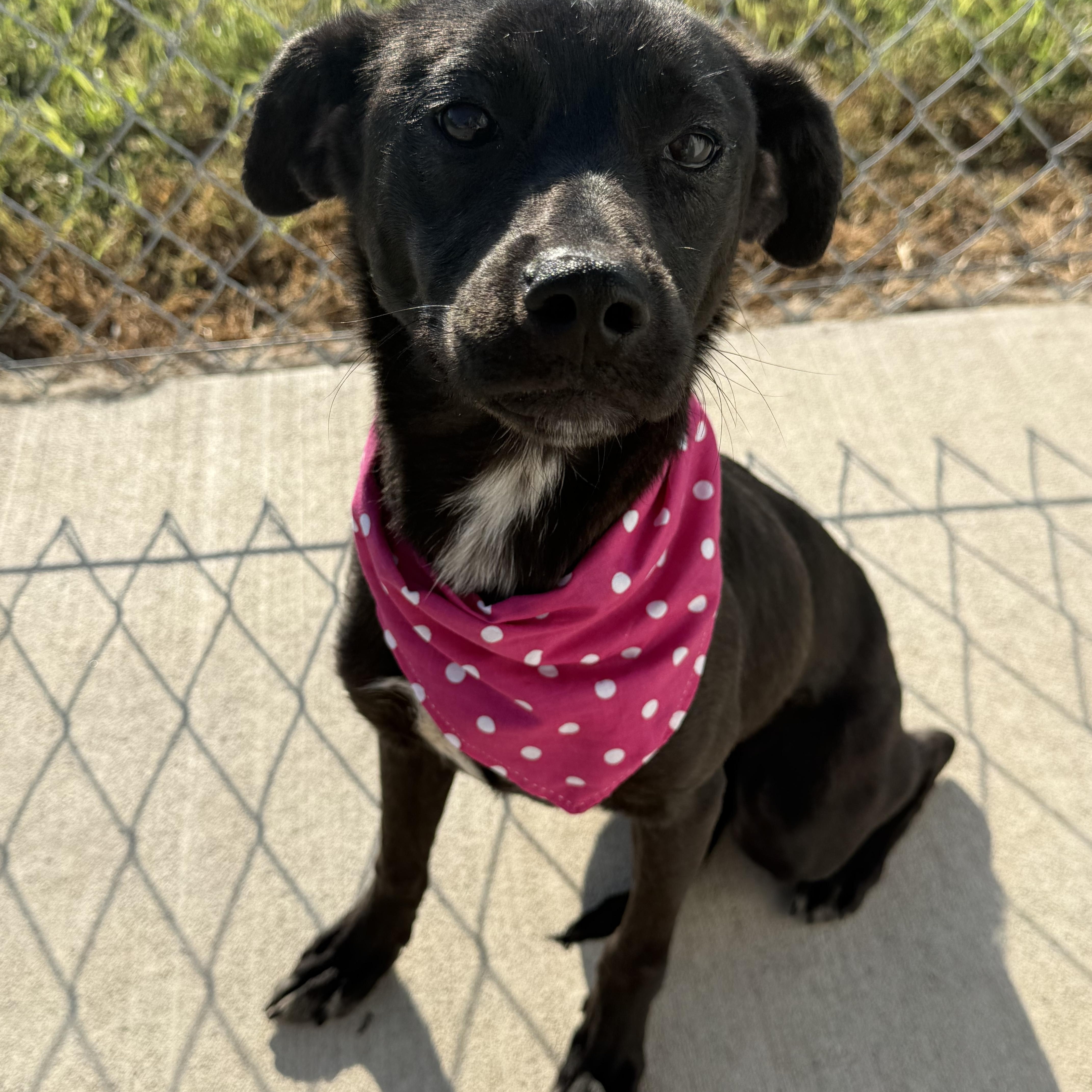 Enlarge Ruby Louise, a Adoptable Mixed Breed in Hiawatha, KS image 1/3