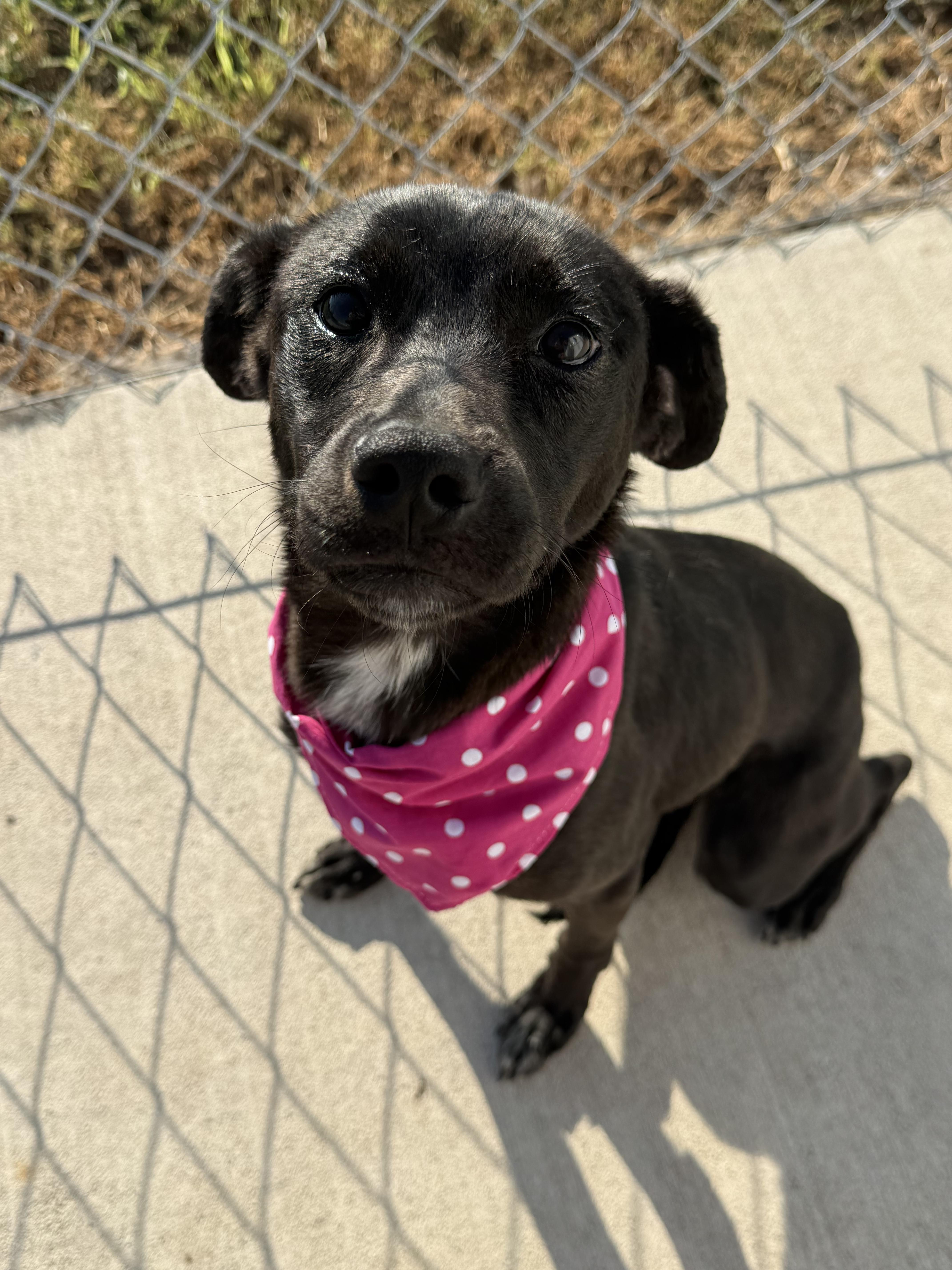 Enlarge Ruby Louise, a Adoptable Mixed Breed in Hiawatha, KS image 2/3