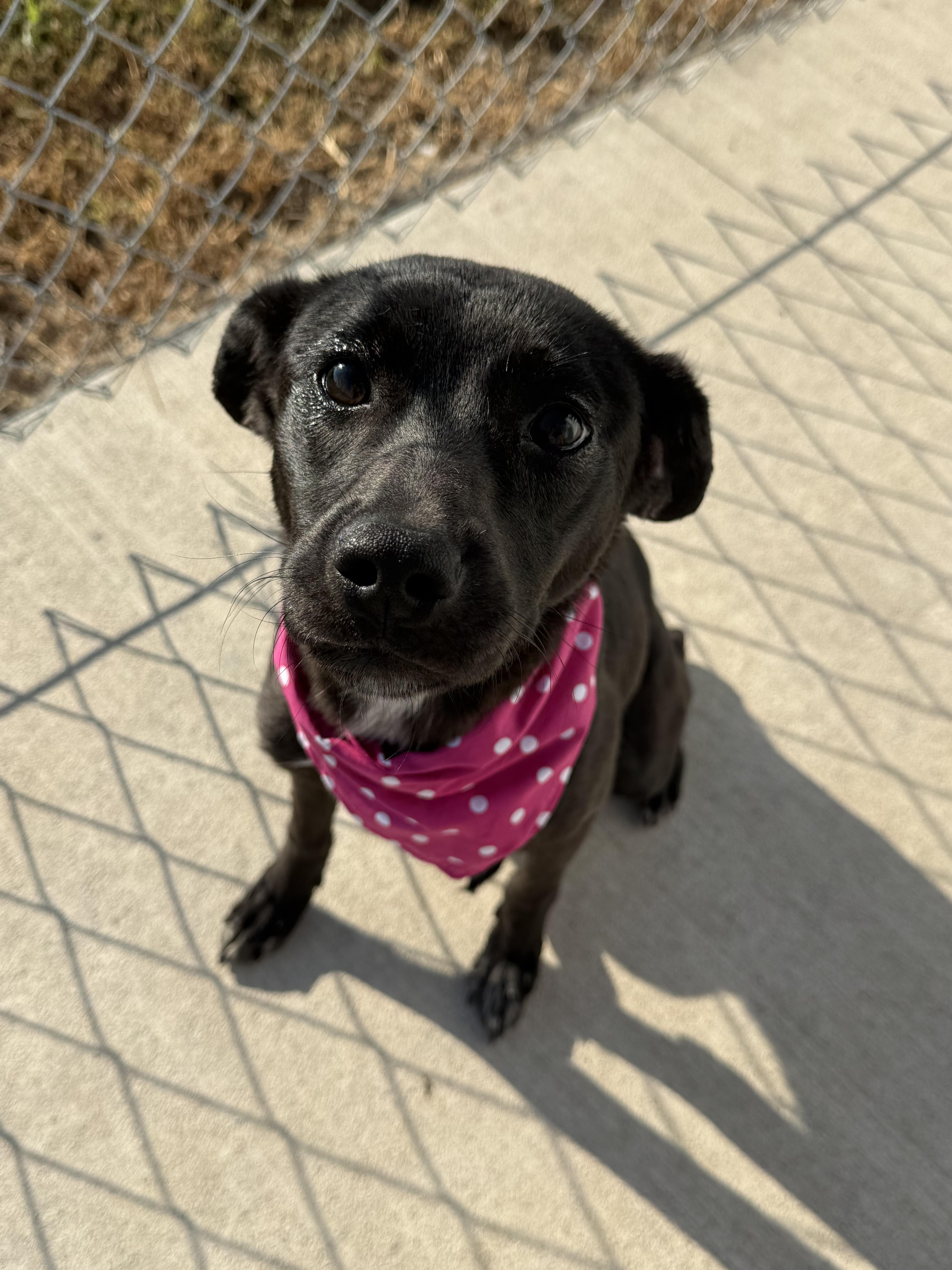 Enlarge Ruby Louise, a Adoptable Mixed Breed in Hiawatha, KS image 3/3