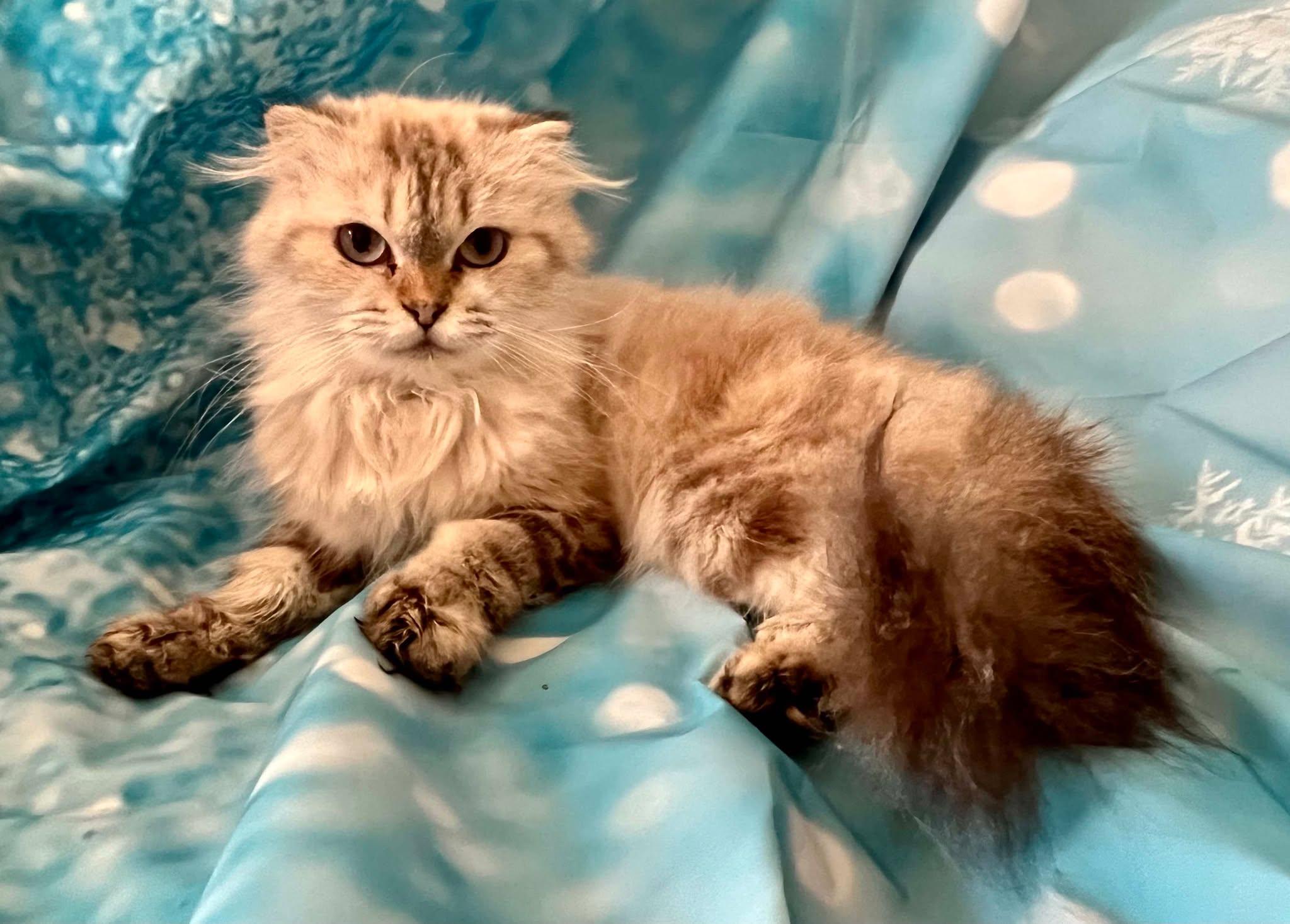 Isadora , ADOPTABLE, Adult Female Scottish Fold.