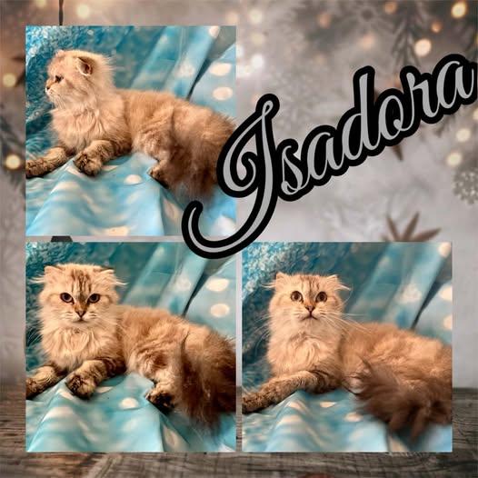 Isadora , adopted, Adult Female Scottish Fold.