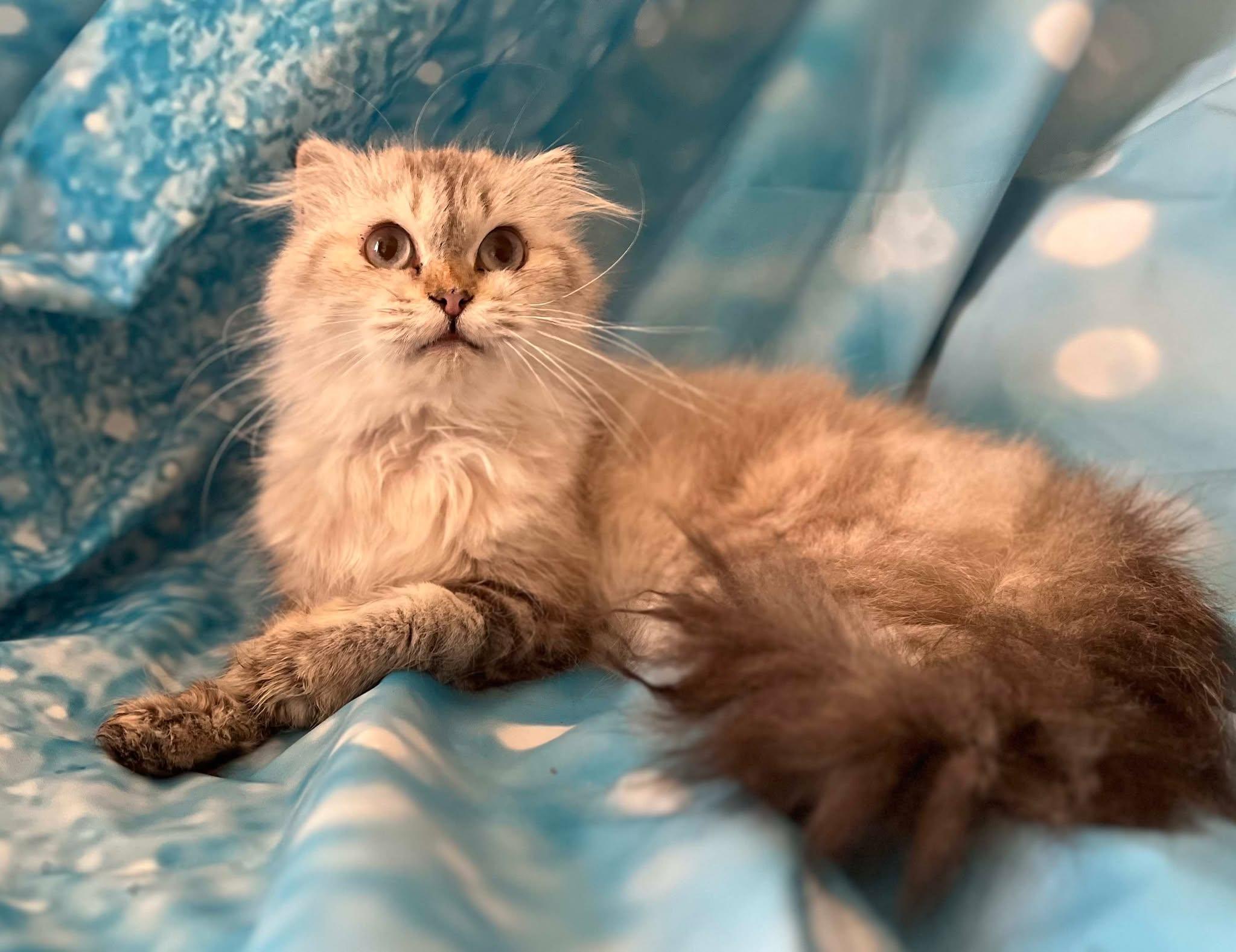 Isadora , a ADOPTABLE Scottish Fold in Ennis, TX image 3/4