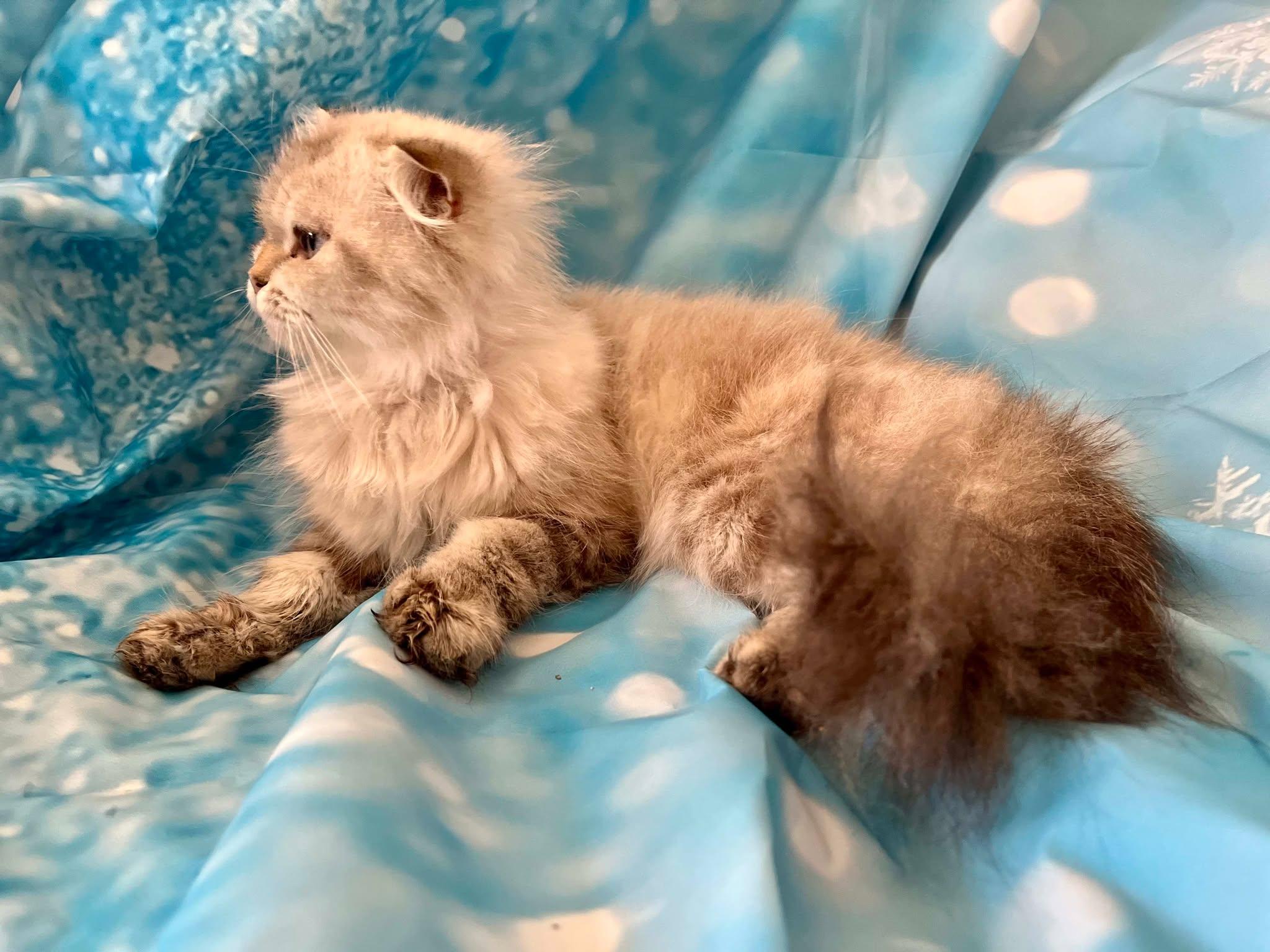 Isadora , a ADOPTABLE Scottish Fold in Ennis, TX image 4/4
