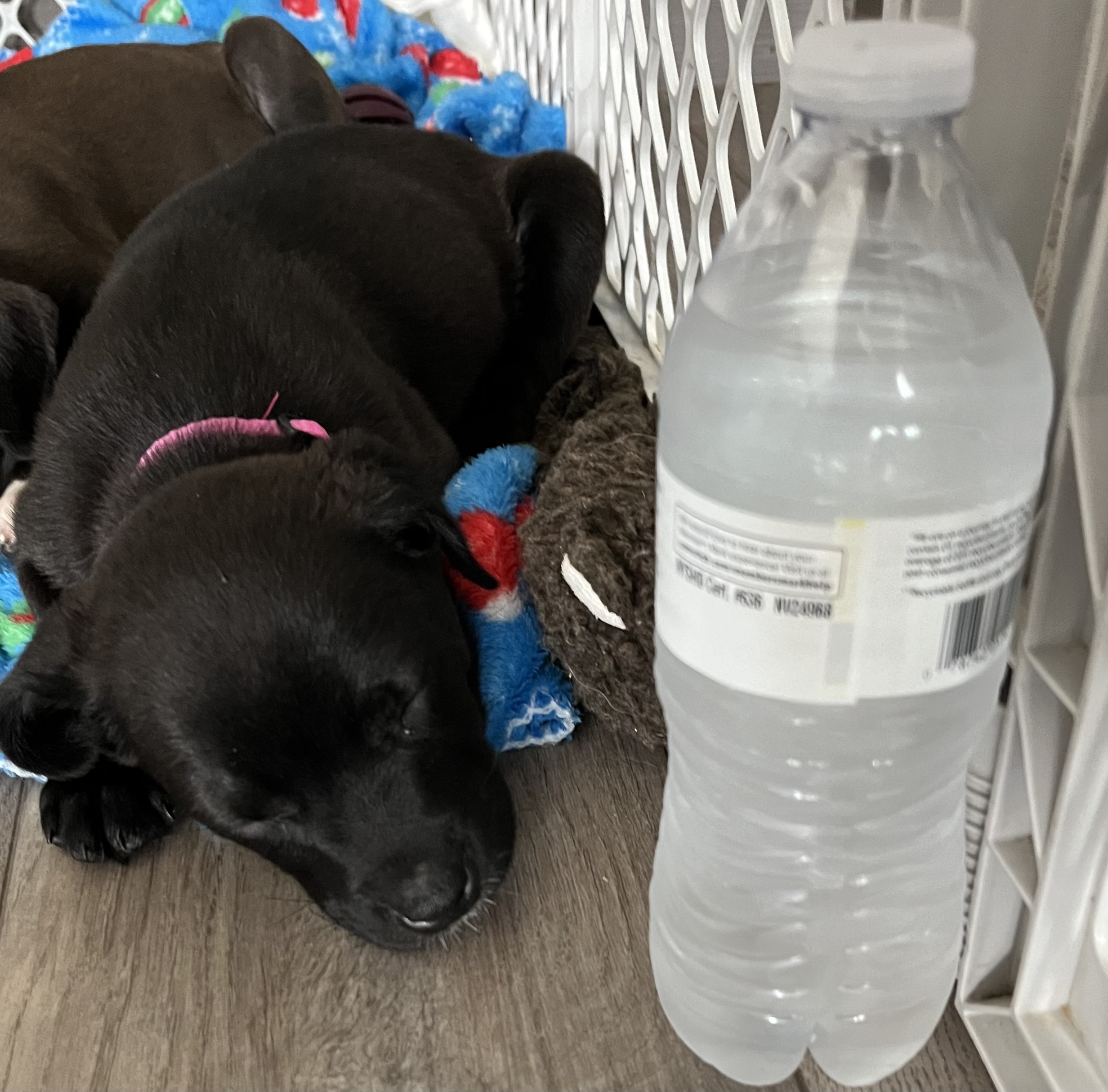 Dog for adoption Pebbles, a Terrier & Dachshund Mix in Dubuque, IA