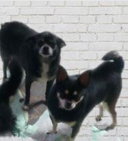 CC (bonded to Bobby), Adoptable, Adult Female Chihuahua.