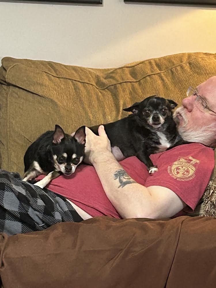 CC (bonded to Bobby), a Adoptable Chihuahua in Newport, KY image 2/2