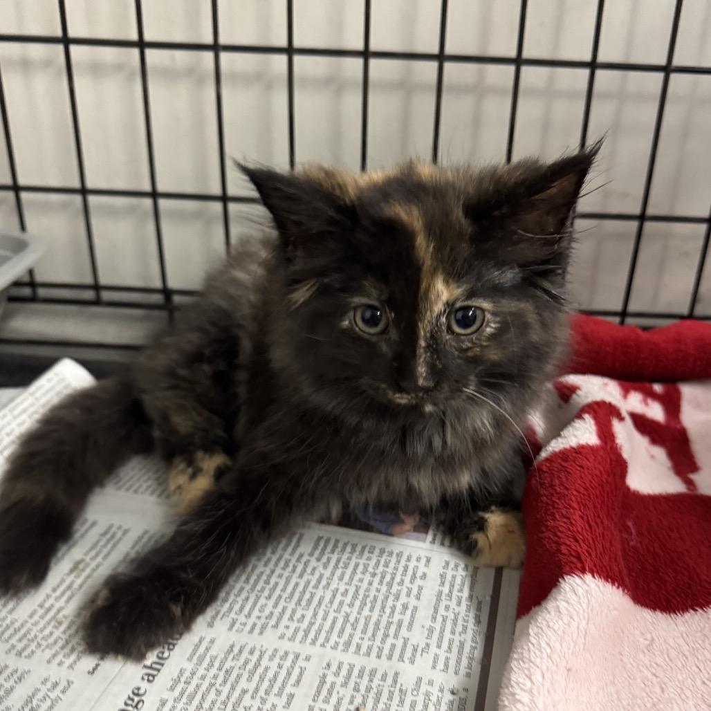 Fudge, Baby Female unknown