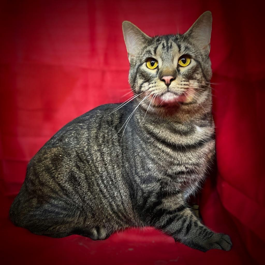 Enlarge Ringo, a Adoptable mixed breed in Pittsfield, IL image 2/2