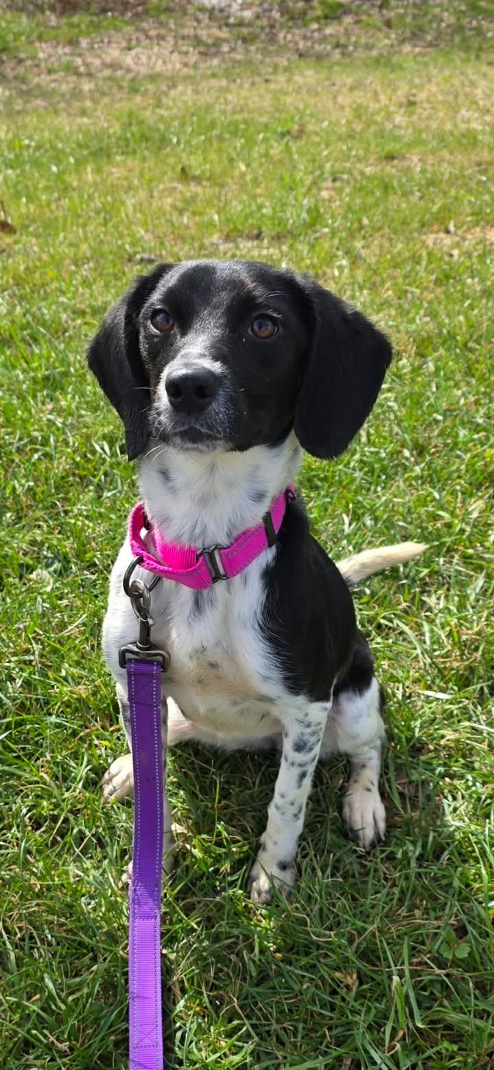 breyer, ADOPTABLE, Young Female Beagle.