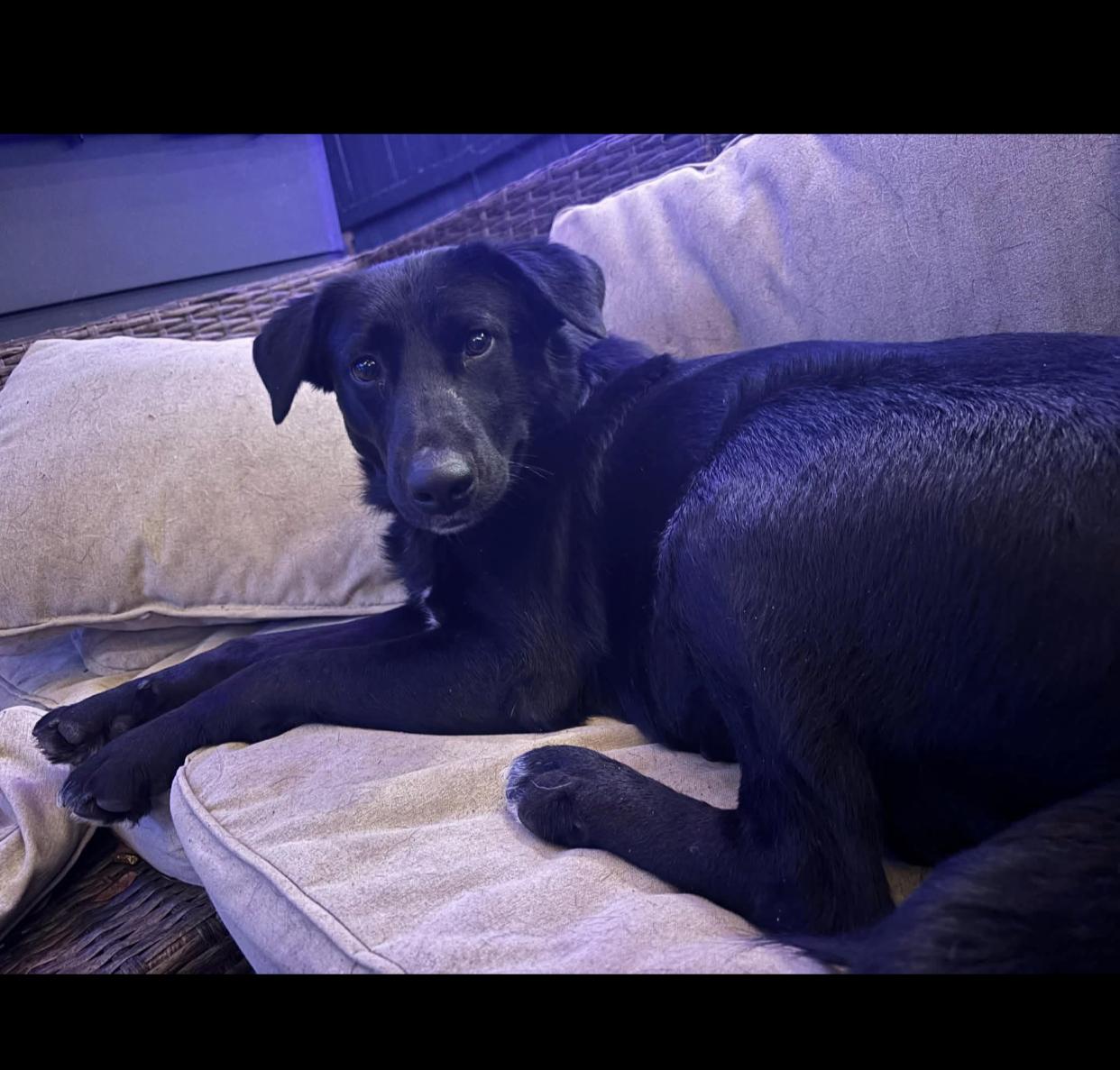 Cookie, an adopted mixed breed in Bethel, VT image 5/5