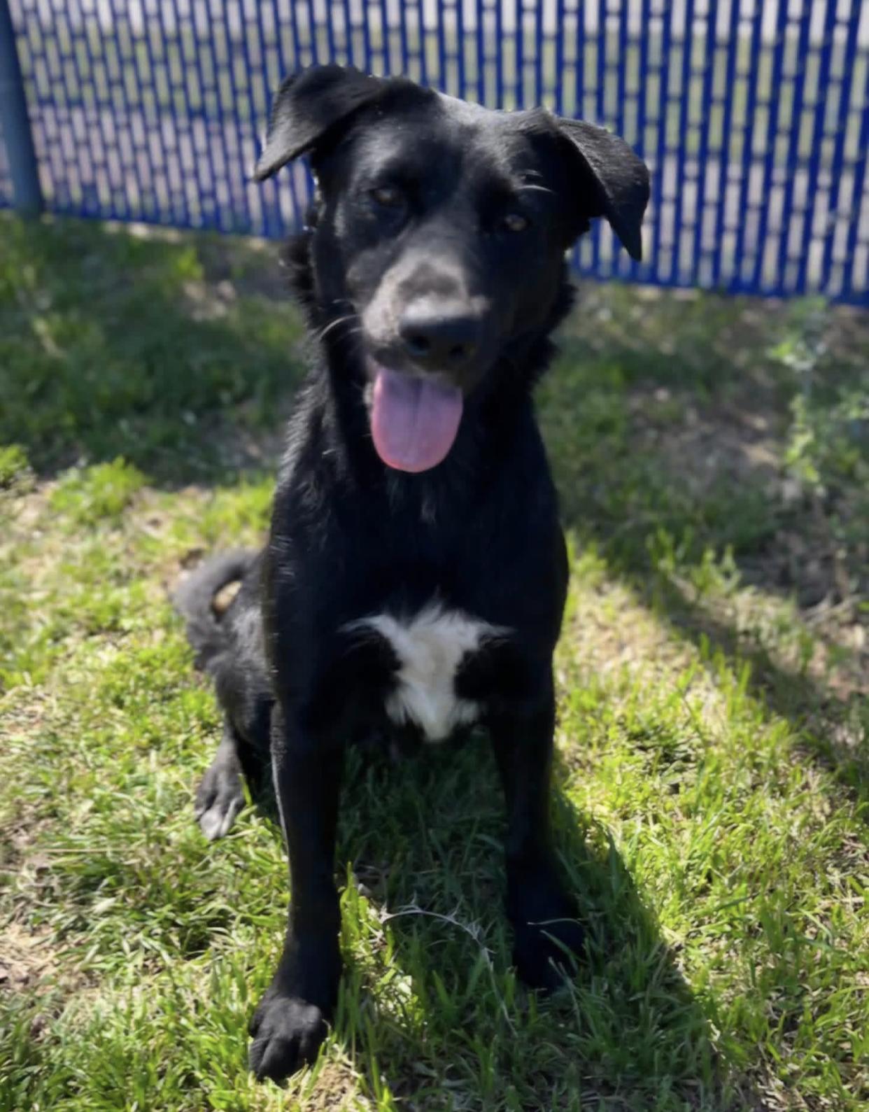 Cookie, an adopted mixed breed in Bethel, VT image 2/5