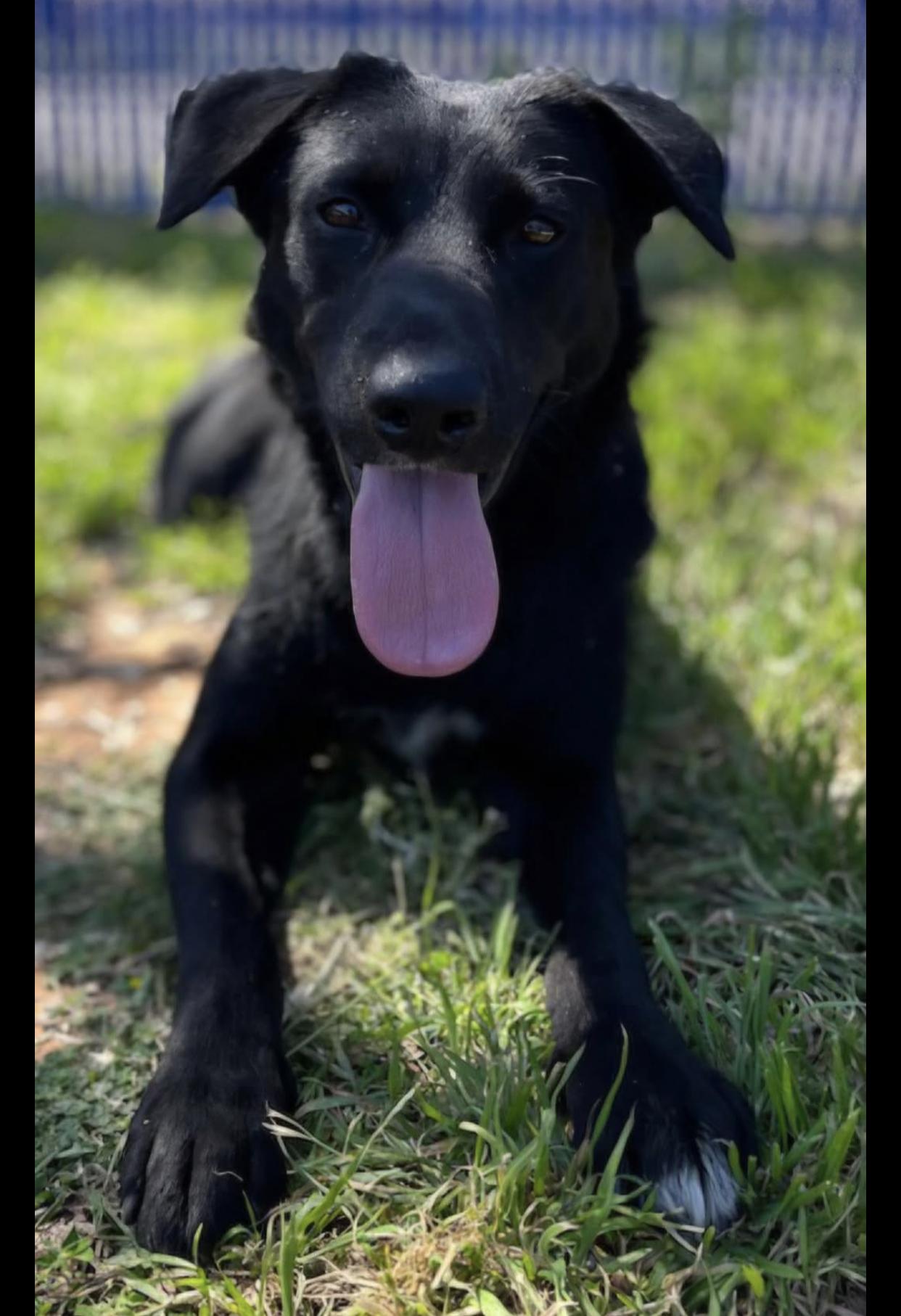Cookie, adopted, Adult Female Labrador Retriever & Retriever.